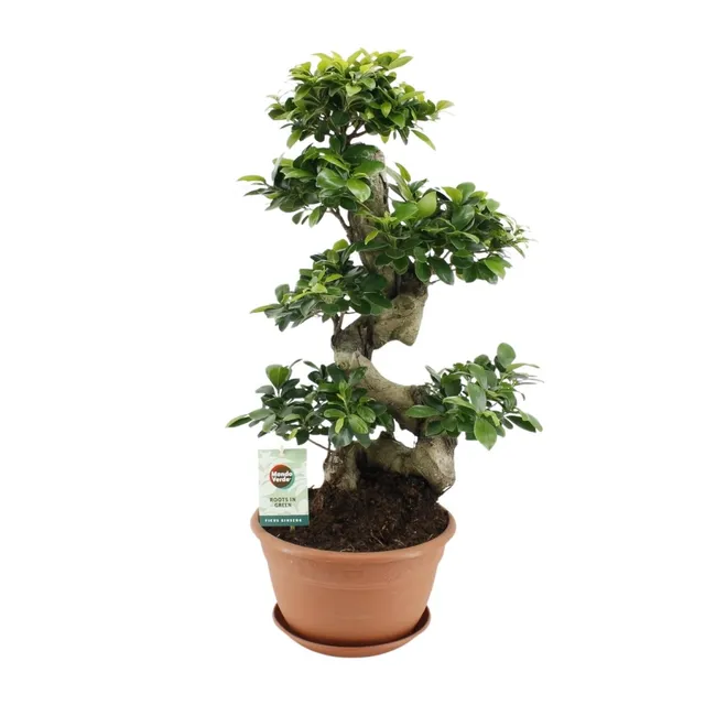 green-guardia-ficus-ginseng-bonsai-feige-40-70-cm-zimmerpflanze image 1