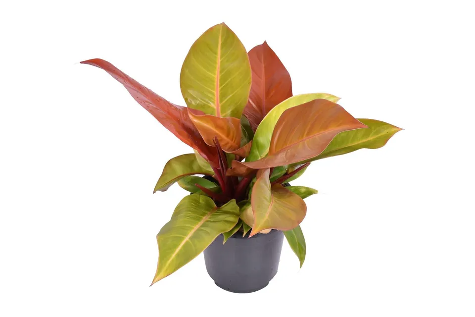 green-guardia-philodendron-prince-of-orange-60-cm-19-cm image 1