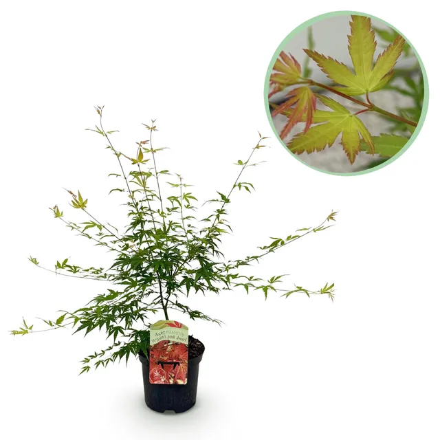 green-guardia-pink-dwarf-japanischer-ahorn-19-cm-topf-rosa image 1