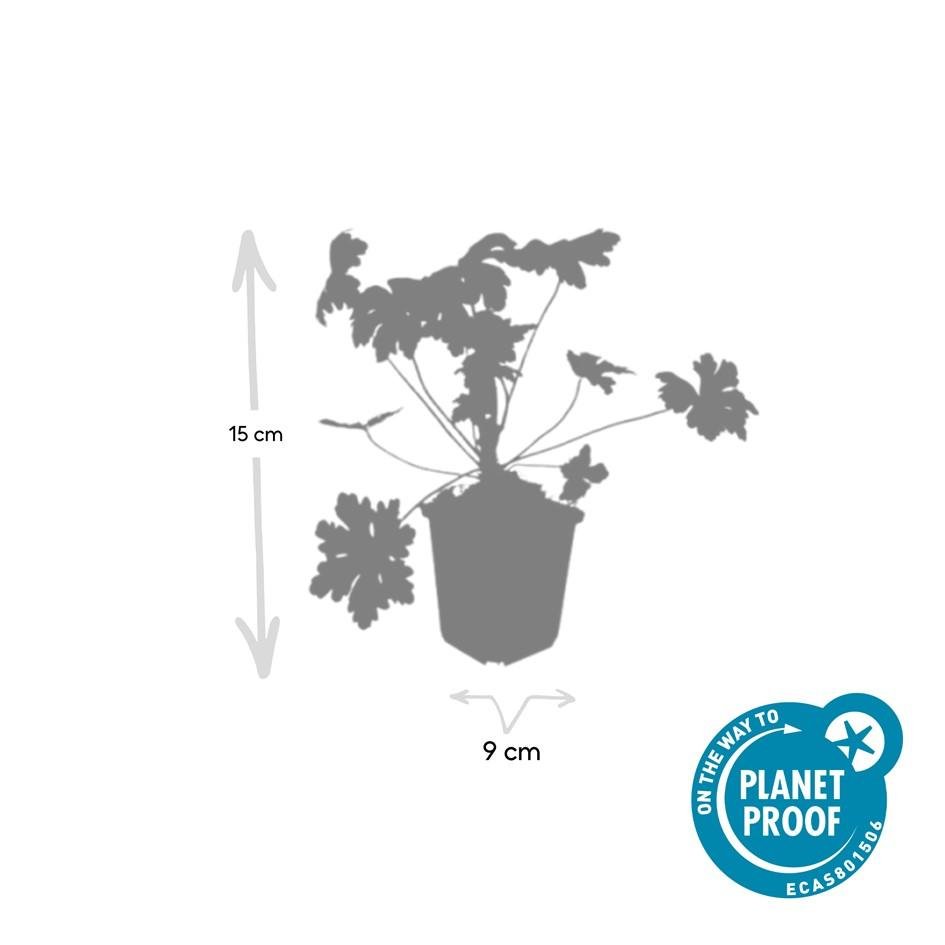 green-guardia-geranium-macrorrhizum-ingwersen-bodendecker-9-cm image 2