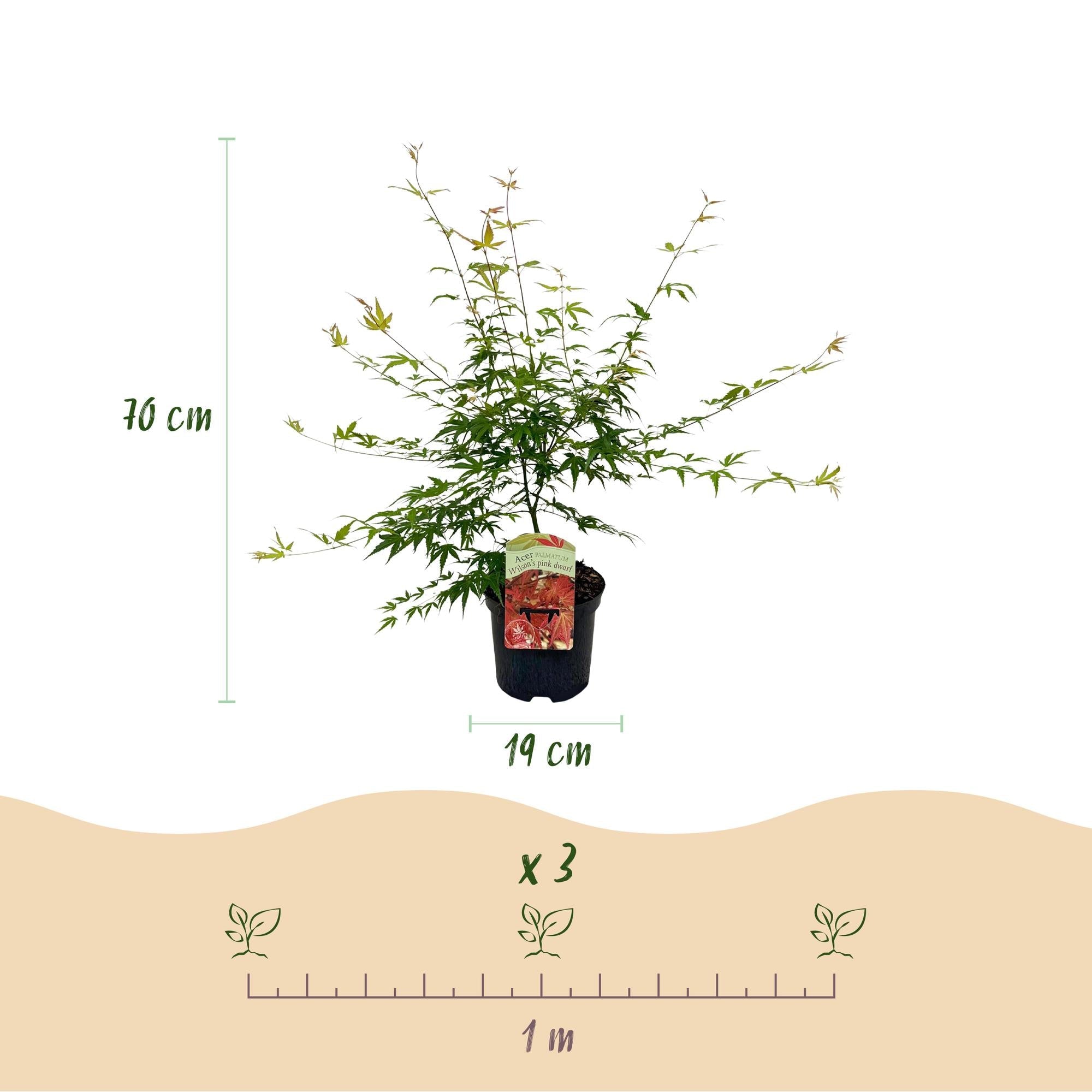 green-guardia-pink-dwarf-japanischer-ahorn-19-cm-topf-rosa image 2