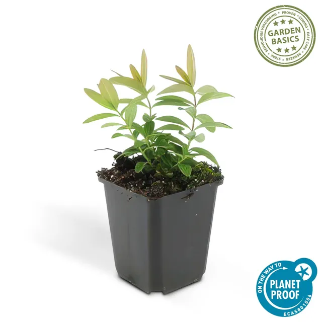 green-guardia-unsere-pflanzen-teppich-johanniskraut-9-cm-topf image 1