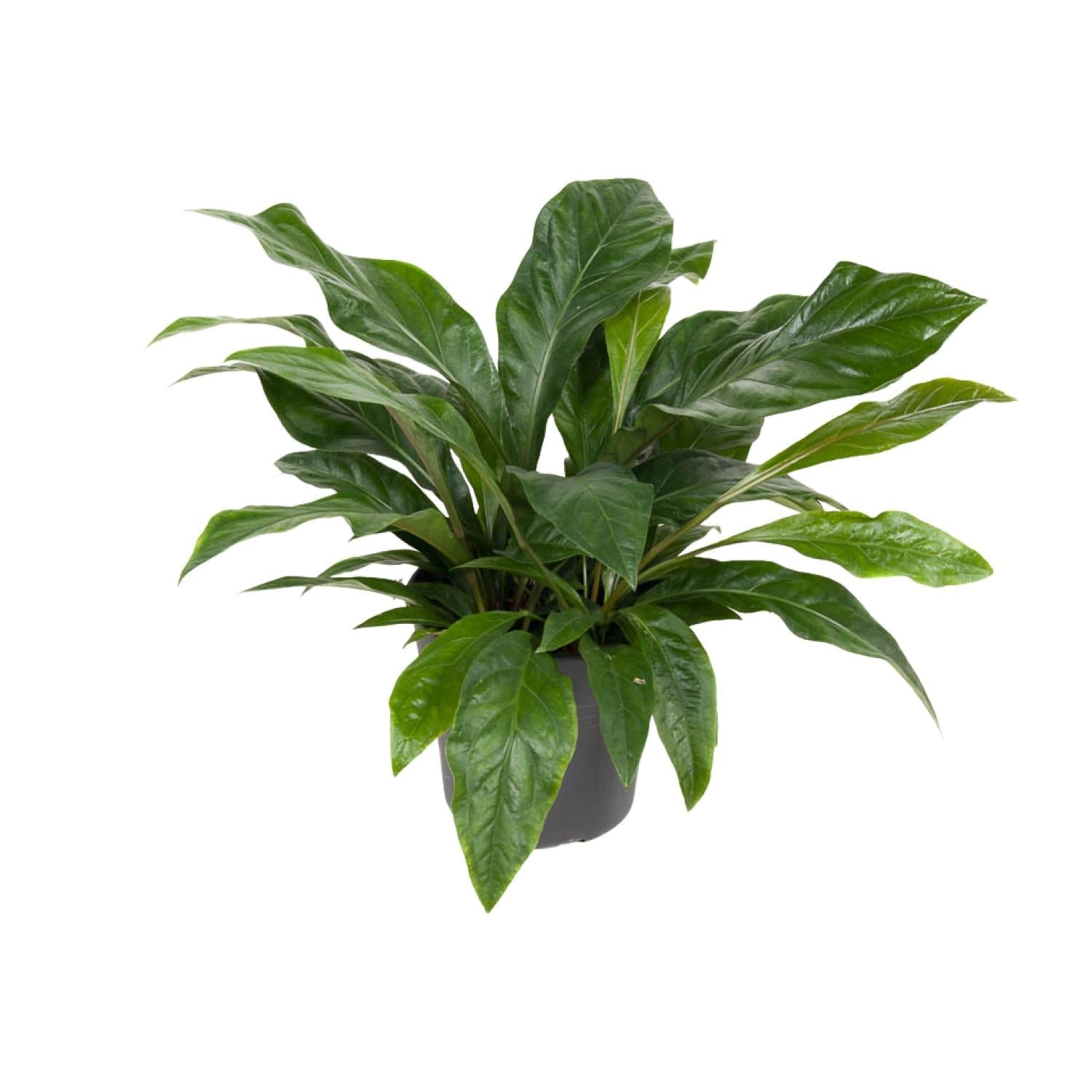 green-guardia-anthurium-jungle-bush-flamingoblume-70cm-30cm-topf image 1