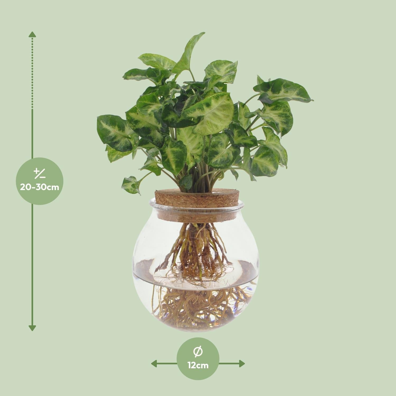 green-guardia-unsere-pflanzen-syngonium-pixie-20-30cm-purpurtute image 4