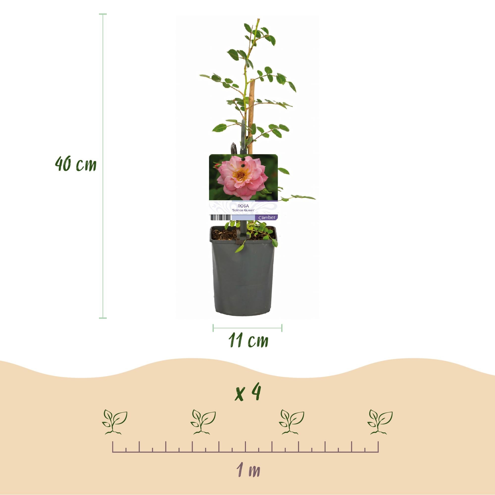 green-guardia-rosa-salmon-queen-kletterrose-2x-11cm image 3