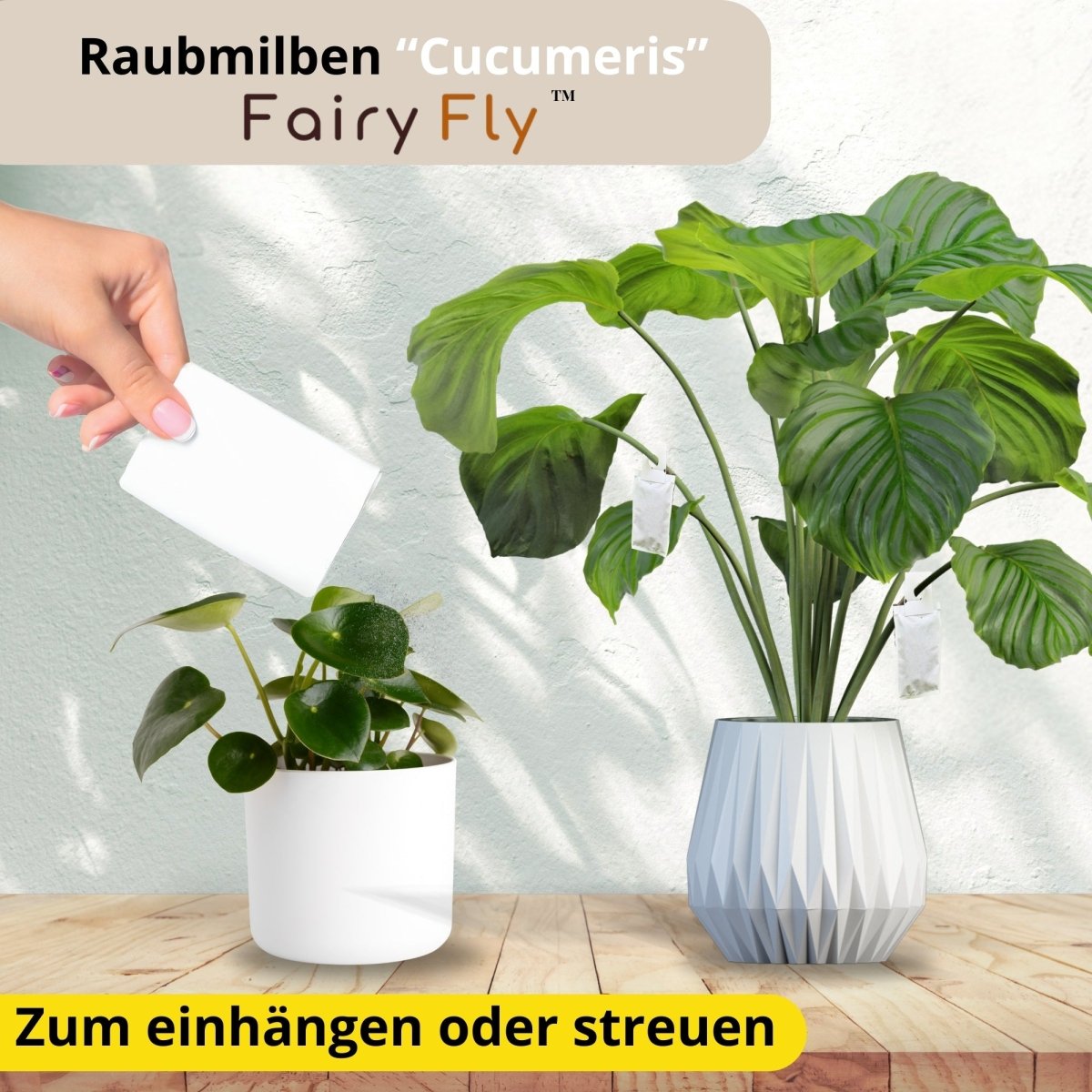 fairyfly-cucumeris-raubmilben-gegen-thripse-1-t-tchen image 6