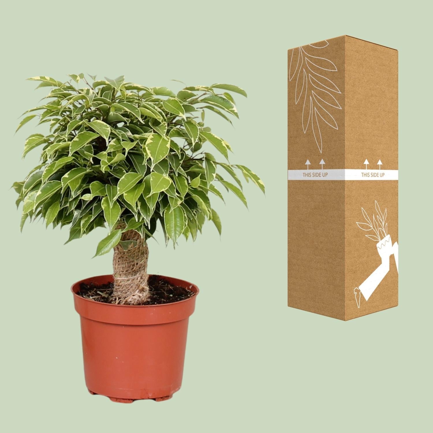 green-guardia-unsere-pflanzen-ficus-benjamina-kinky-birkenfeige-12cm-28cm image 3