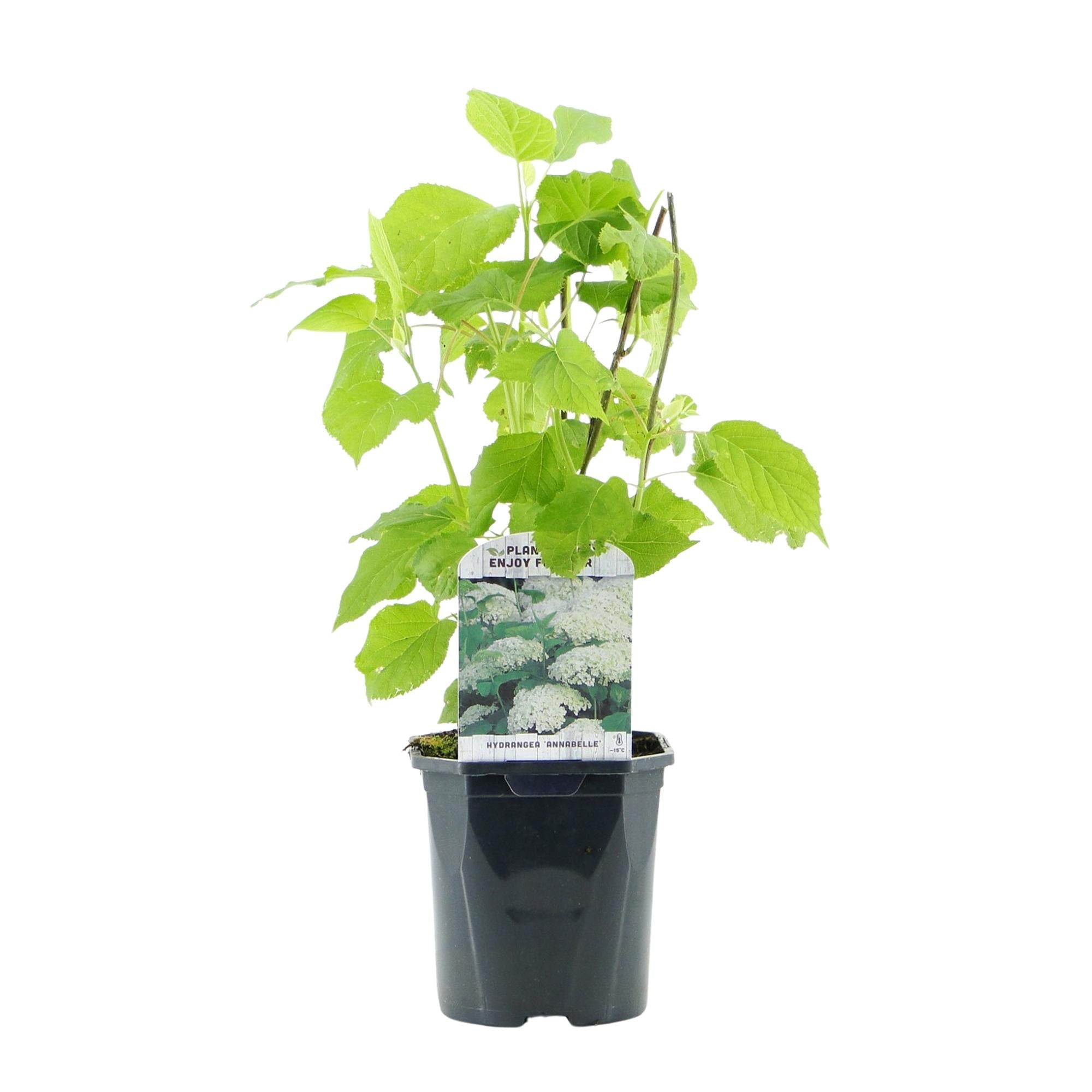 green-guardia-annabelle-hortensie-3-pflanzen-wei-e-bl-te image 2