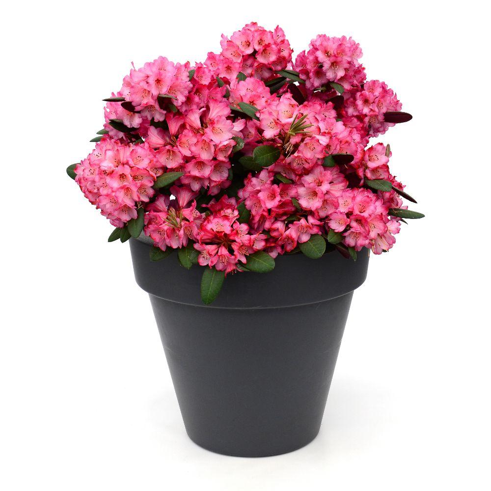 green-guardia-rhododendron-wine-roses-zimmerpflanze-20cm image 5