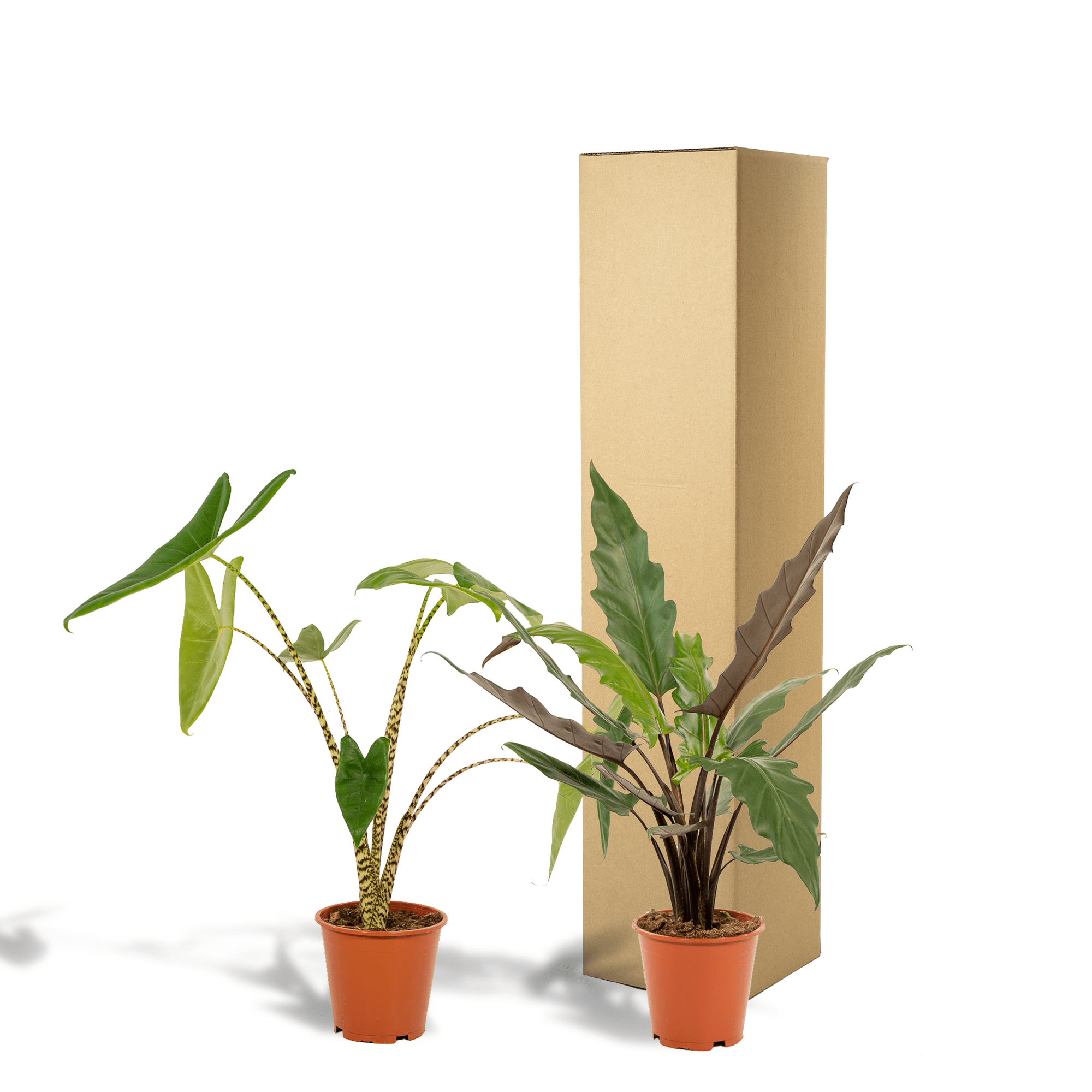 green-guardia-alocasia-zebrina-elefantenohr-2-pflanzen-75cm image 4