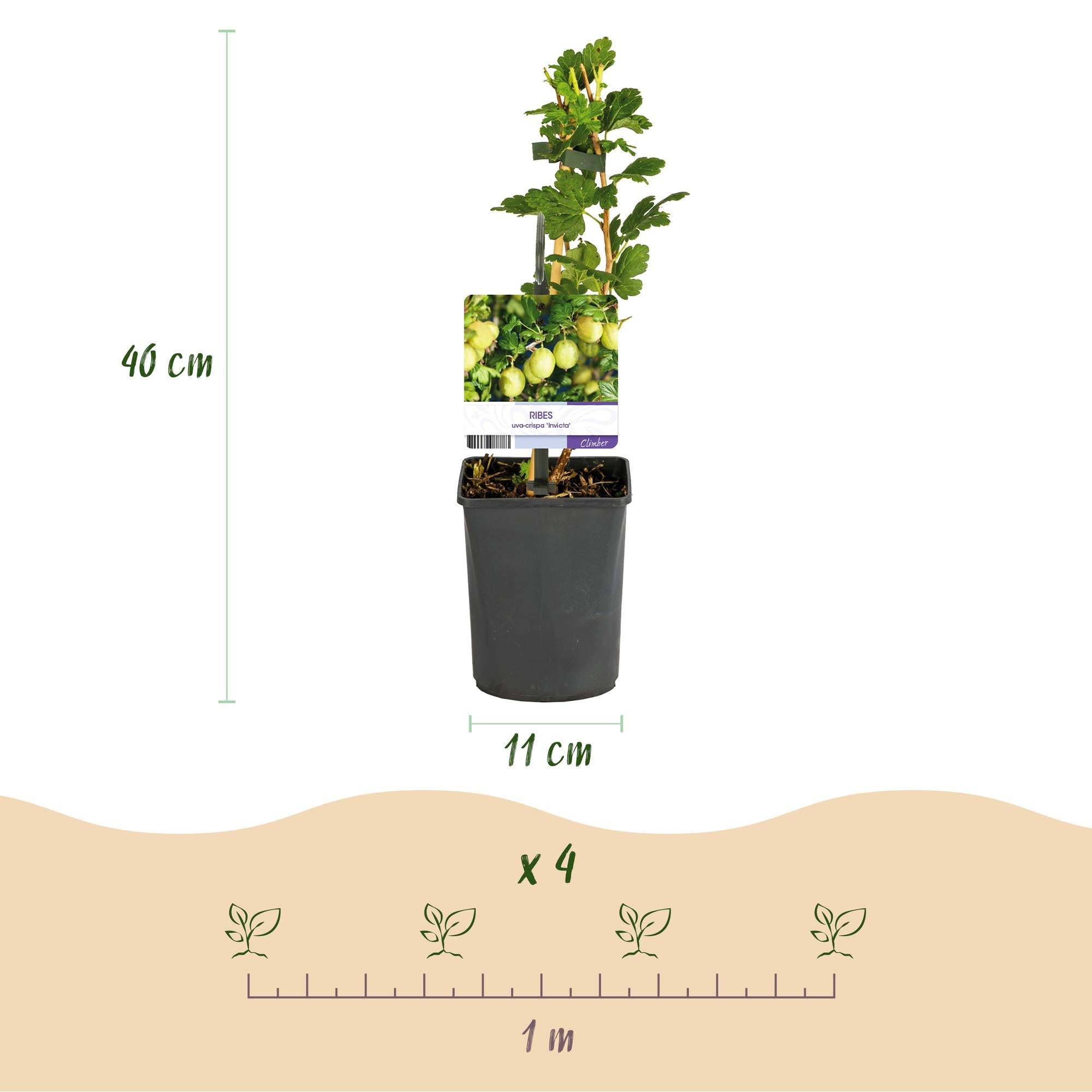 green-guardia-stachelbeere-invicta-obstpflanze-2-pfl-11cm-topf image 5