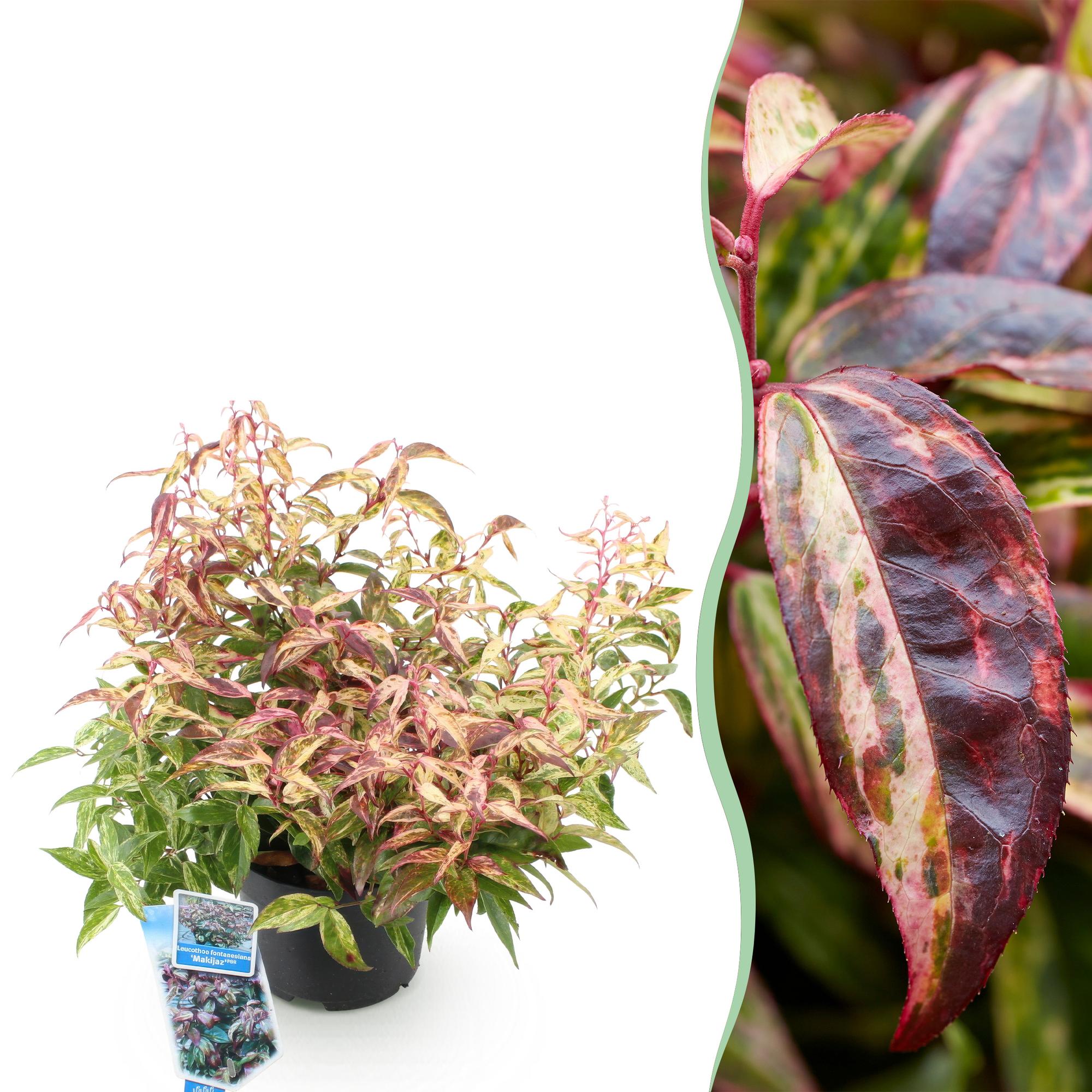 green-guardia-makijaz-leucothoe-strauch-45-cm-topf image 1
