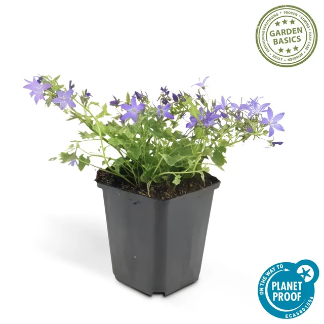 green-guardia-unsere-pflanzen-glockenblume-stella-9-cm-topf image 1