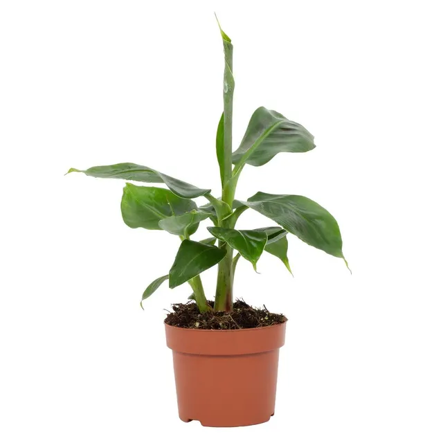 green-guardia-musa-tropicana-zwergbanane-12cm-topf image 1