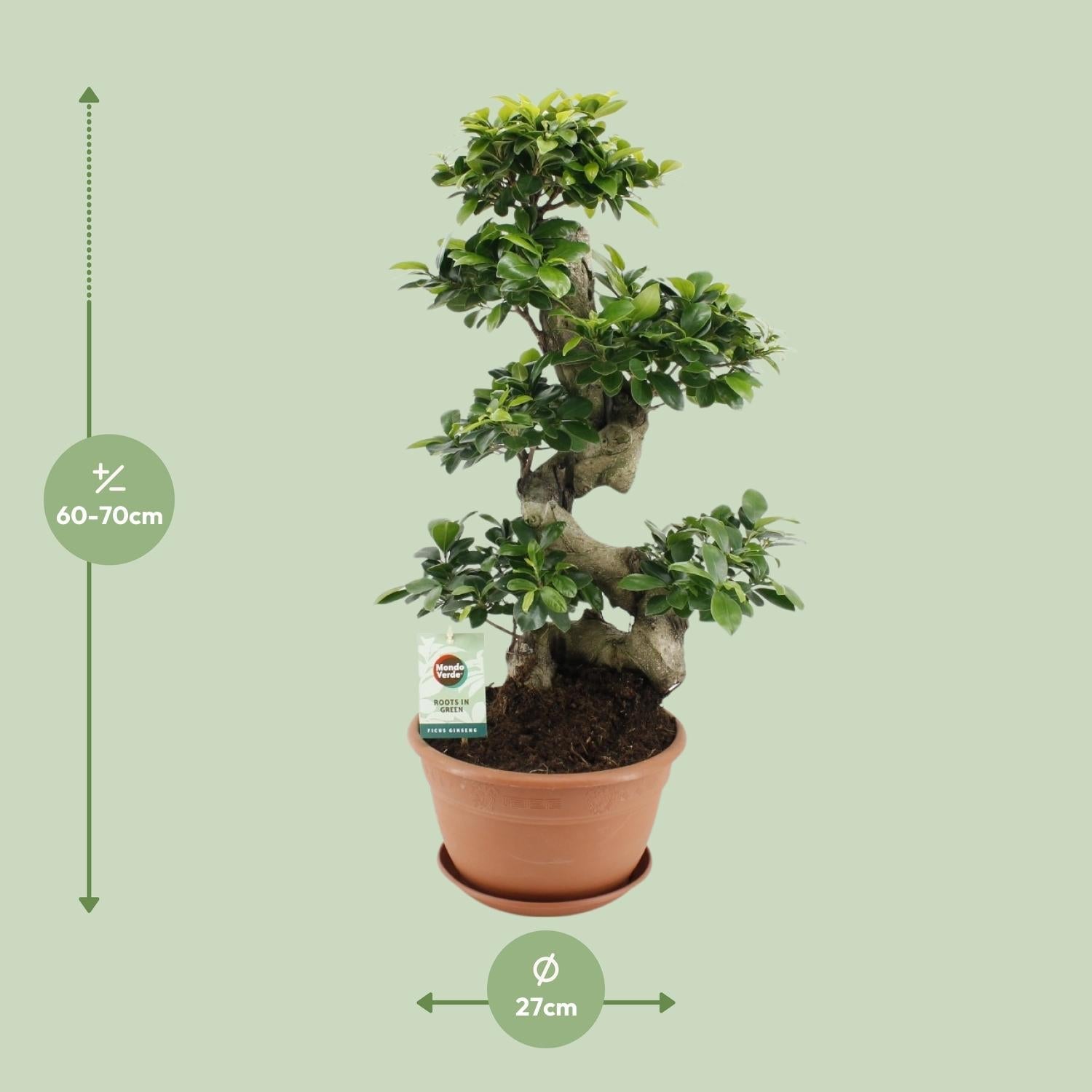 green-guardia-ficus-ginseng-bonsai-feige-40-70-cm-zimmerpflanze image 5