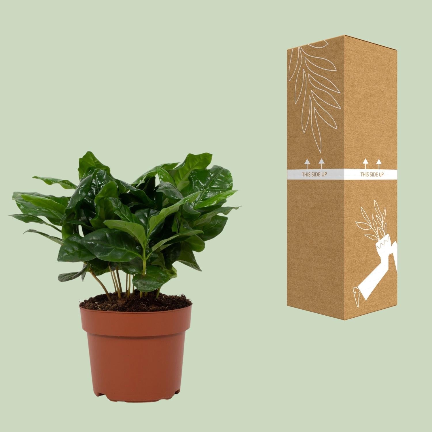 green-guardia-coffea-arabica-kaffeepflanze-12-cm-topf-22-30-cm image 2