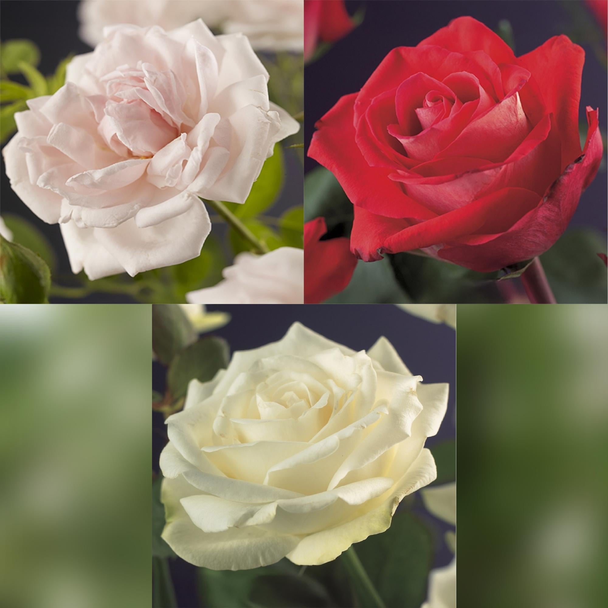 green-guardia-rosa-tricolour-kletterrose-3-pflanzen-40-cm image 3
