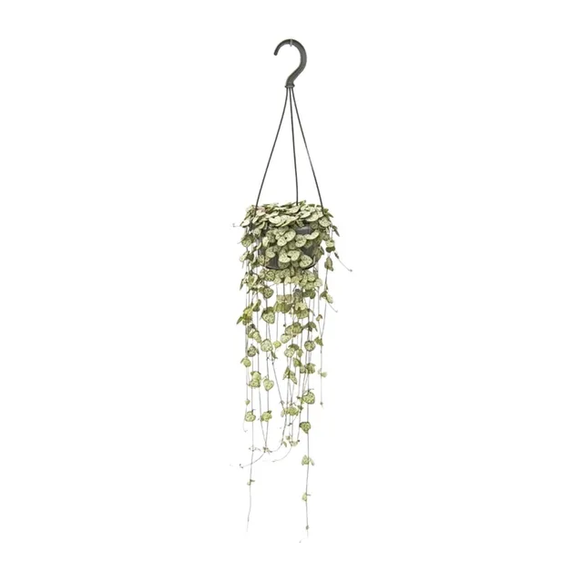 green-guardia-unsere-pflanzen-ceropegia-woodii-leuchterblume-14cm-topf image 1