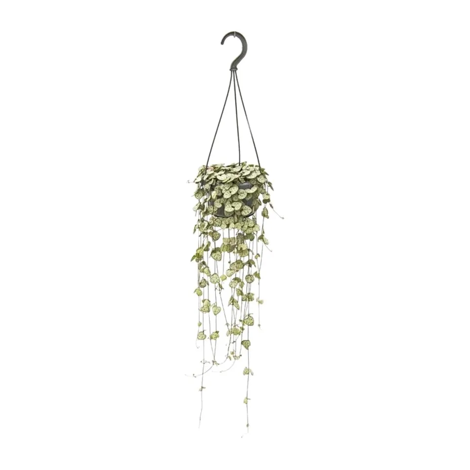 green-guardia-unsere-pflanzen-ceropegia-woodii-leuchterblume-14cm-topf image 1