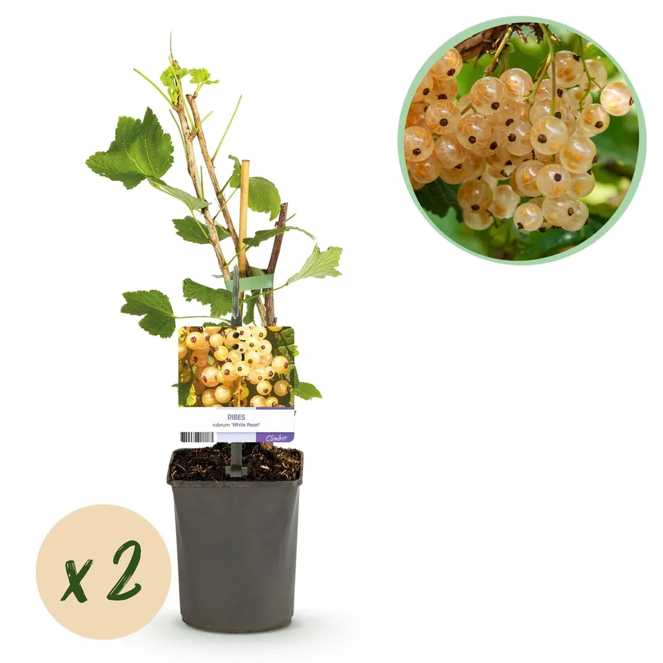 green-guardia-johannisbeere-white-pearl-2-pflanzen-40-cm image 1