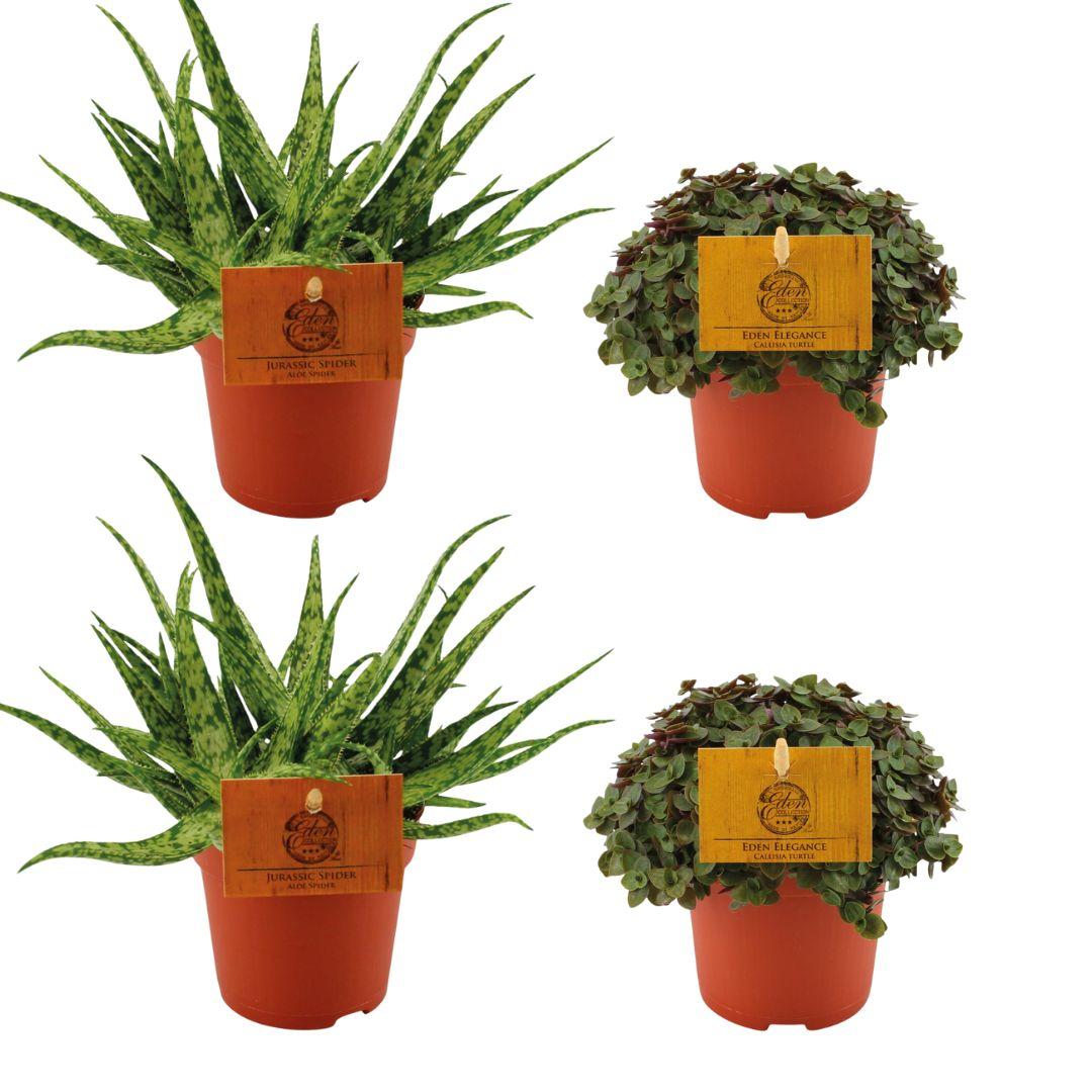 green-guardia-unsere-pflanzen-aloe-spider-zimmerpflanzen-4er-set-10-5-cm image 1