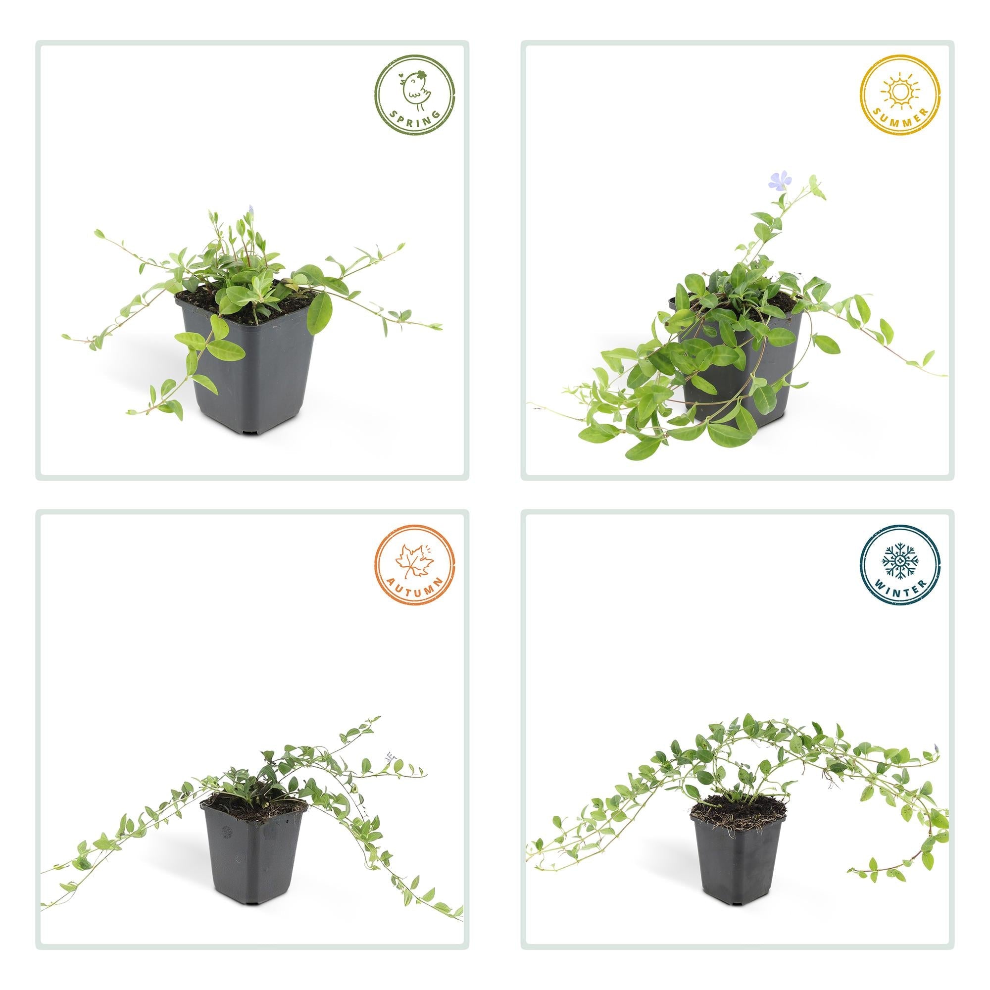 green-guardia-vinca-minor-bodendecker-immergr-n-6-pflanzen image 3
