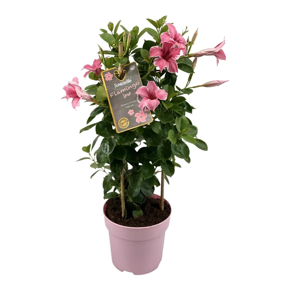 green-guardia-sundaville-flamingo-pink-mandevilla-pflanze-17cm-topf-rosa image 1