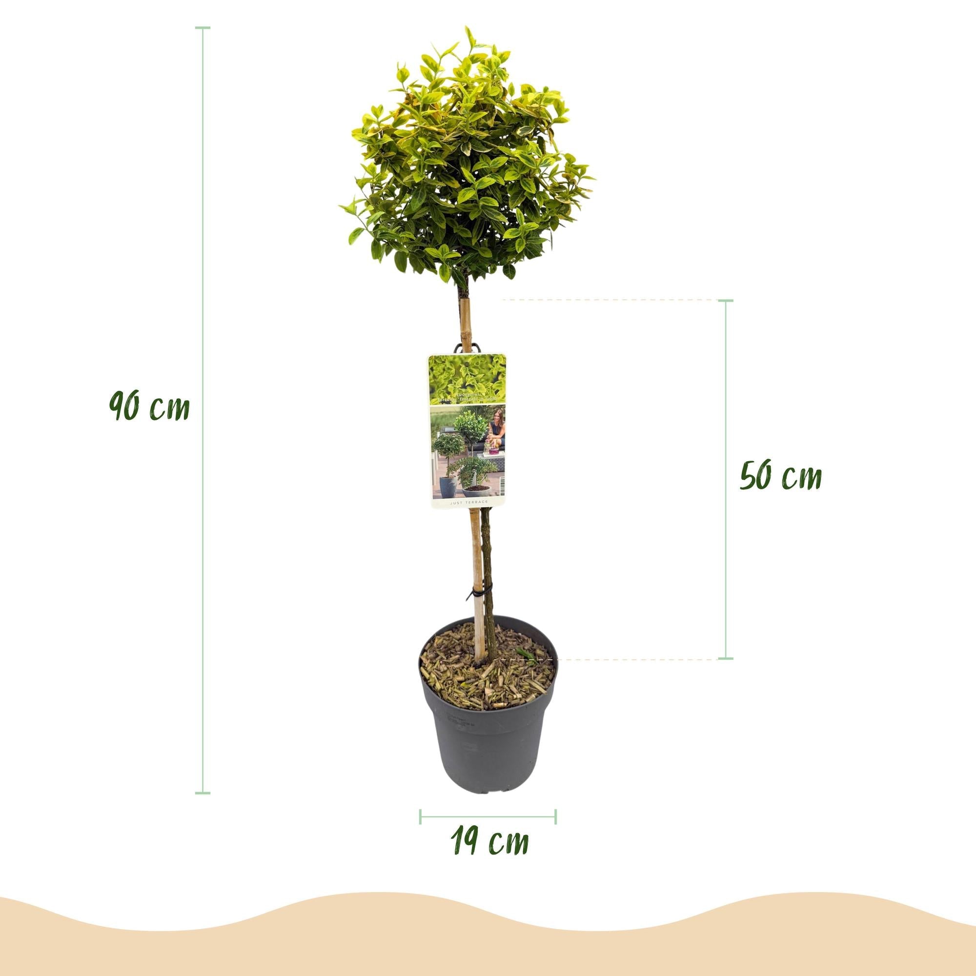 green-guardia-unsere-pflanzen-euonymus-emerald-n-gold-st-mmchen image 2