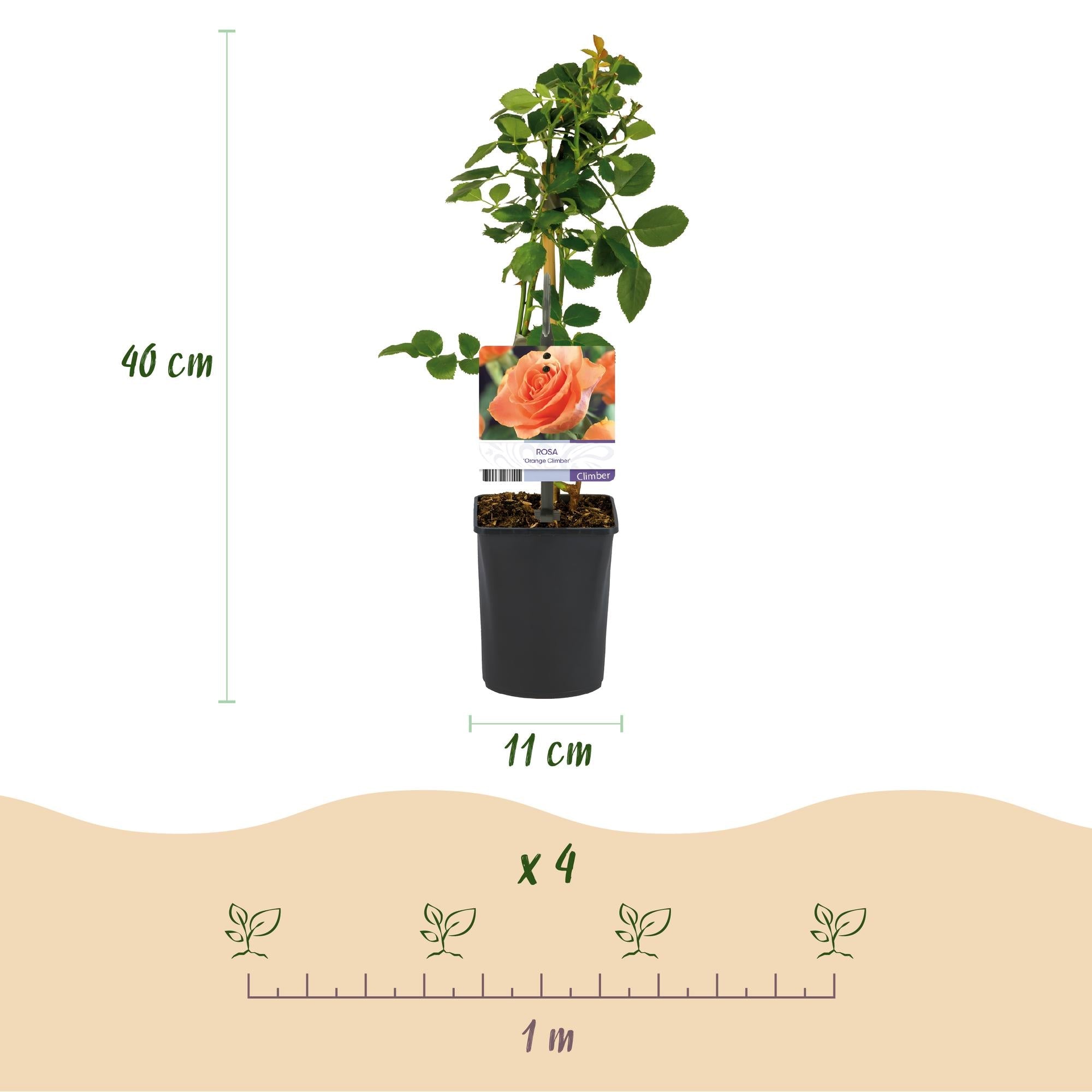 green-guardia-unsere-pflanzen-kletterrose-orange-climber-2-pflanzen image 3