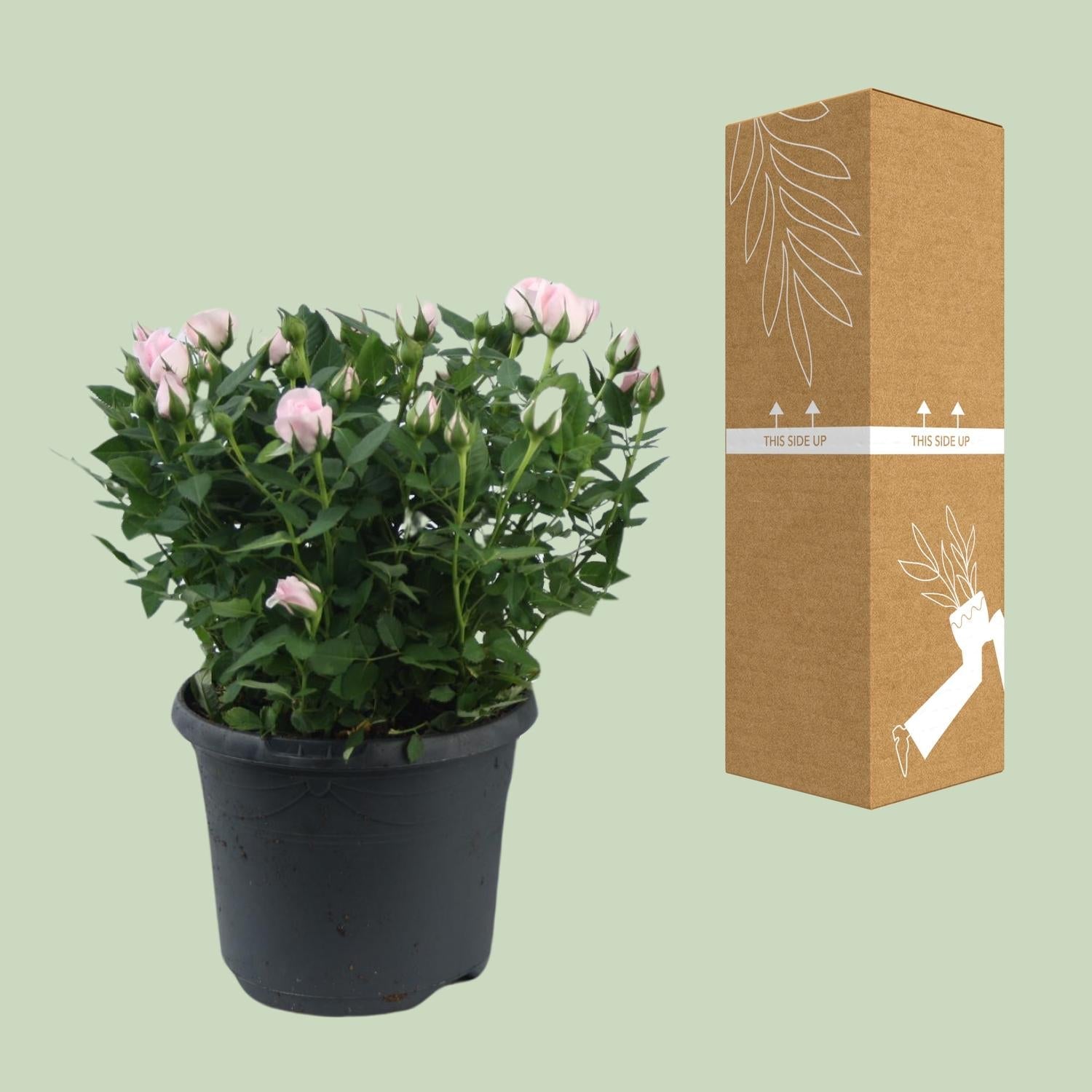 green-guardia-zwergrose-jewel-patio-baby-rosa-17-cm-topf image 3