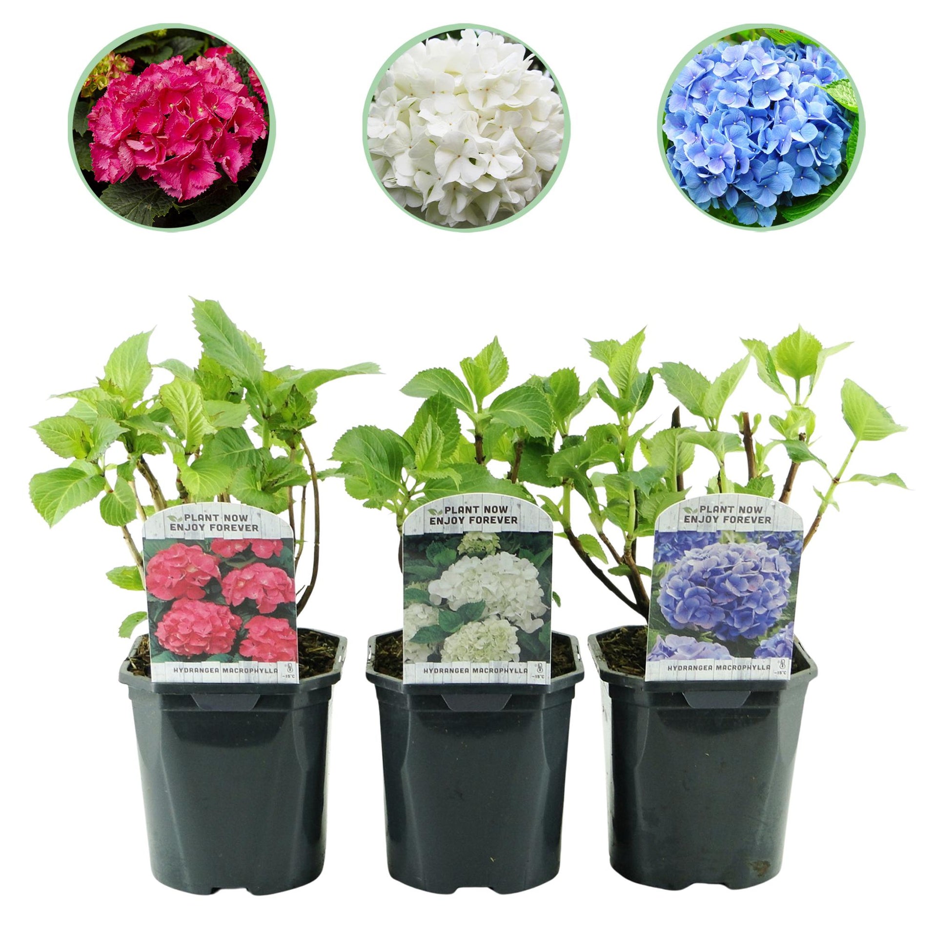 green-guardia-unsere-pflanzen-hortensie-tricolour-3er-set-17cm image 1