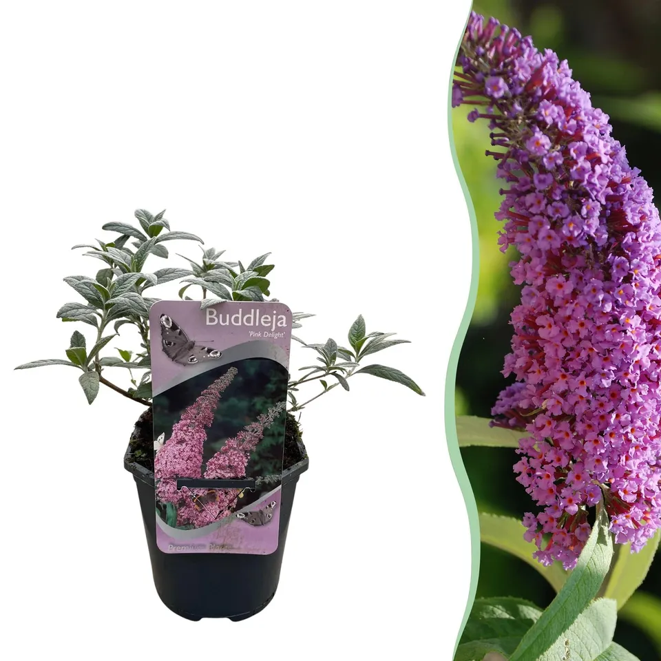 green-guardia-buddleja-pink-delight-schmetterlingsstrauch-25-cm image 1