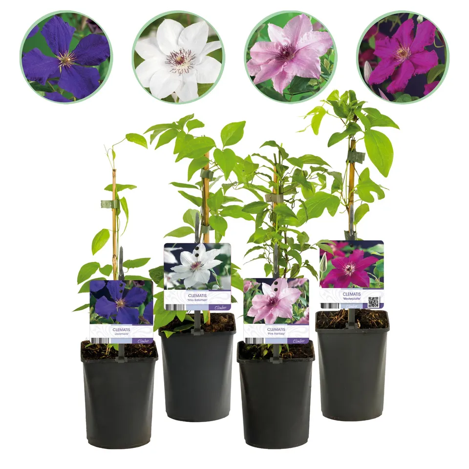 green-guardia-clematis-rainbow-kletterpflanze-4er-set-bunt image 1