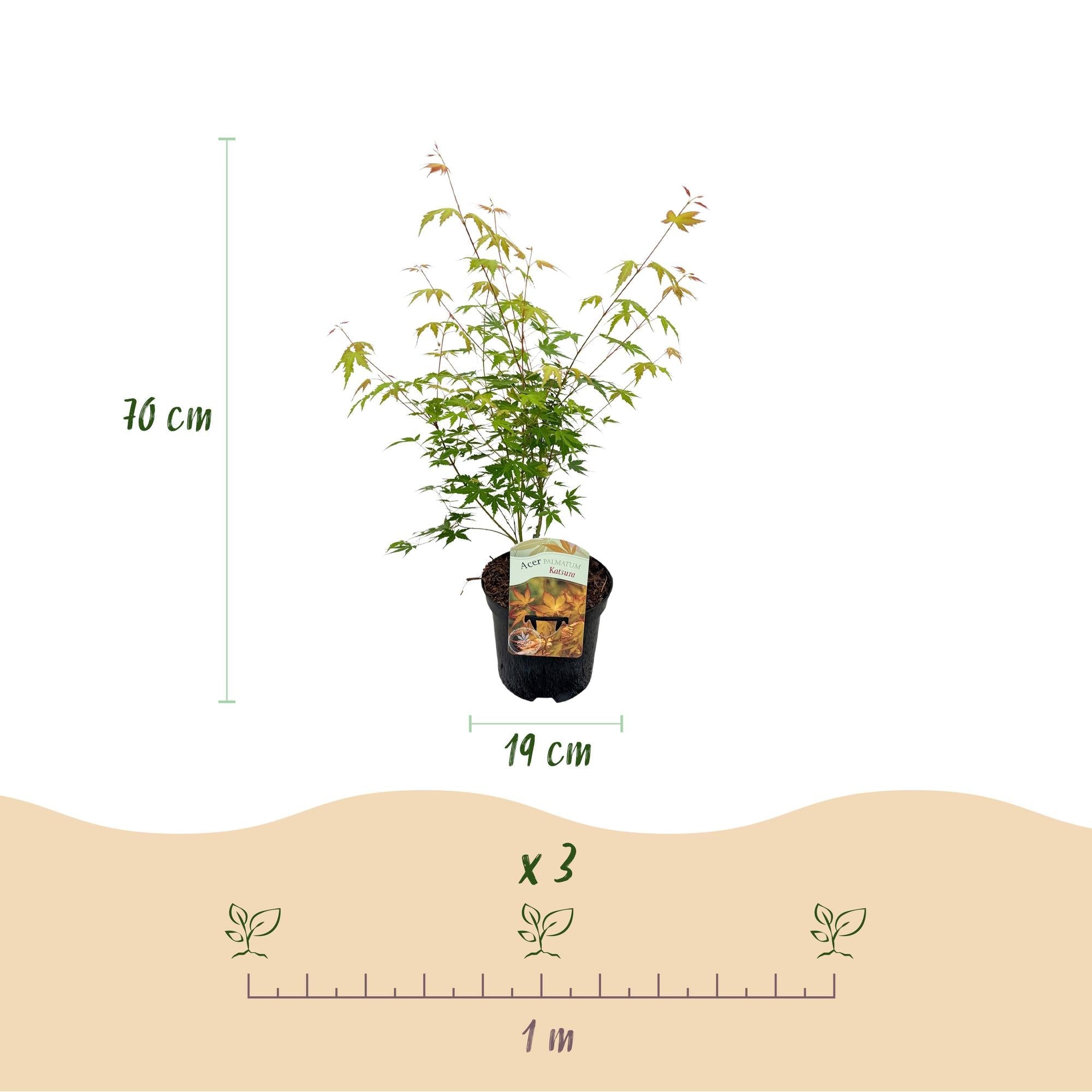 green-guardia-unsere-pflanzen-acer-katsura-ahorn-19cm-70cm image 2