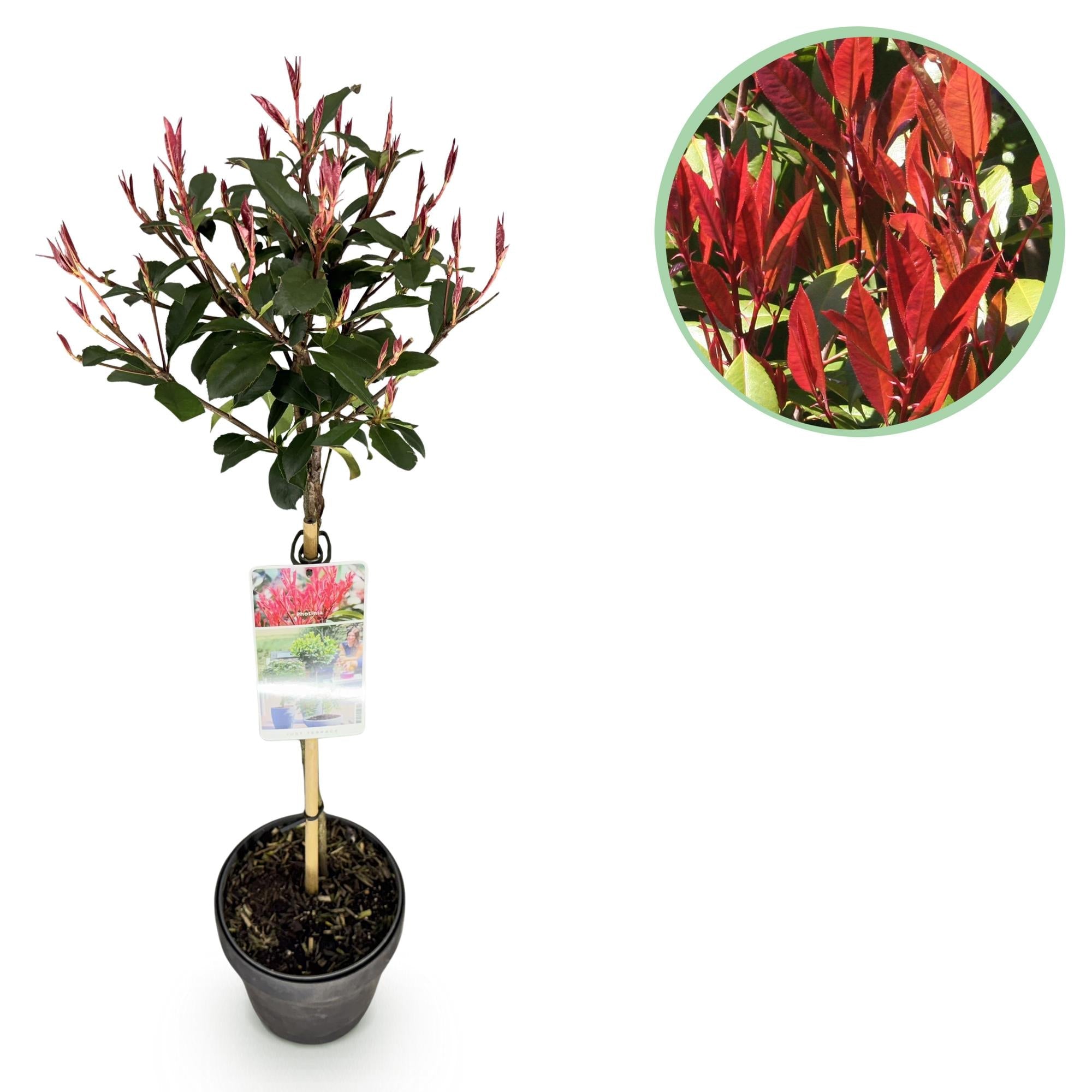 green-guardia-photinia-carr-rouge-stamm-19cm-ca-90cm image 1