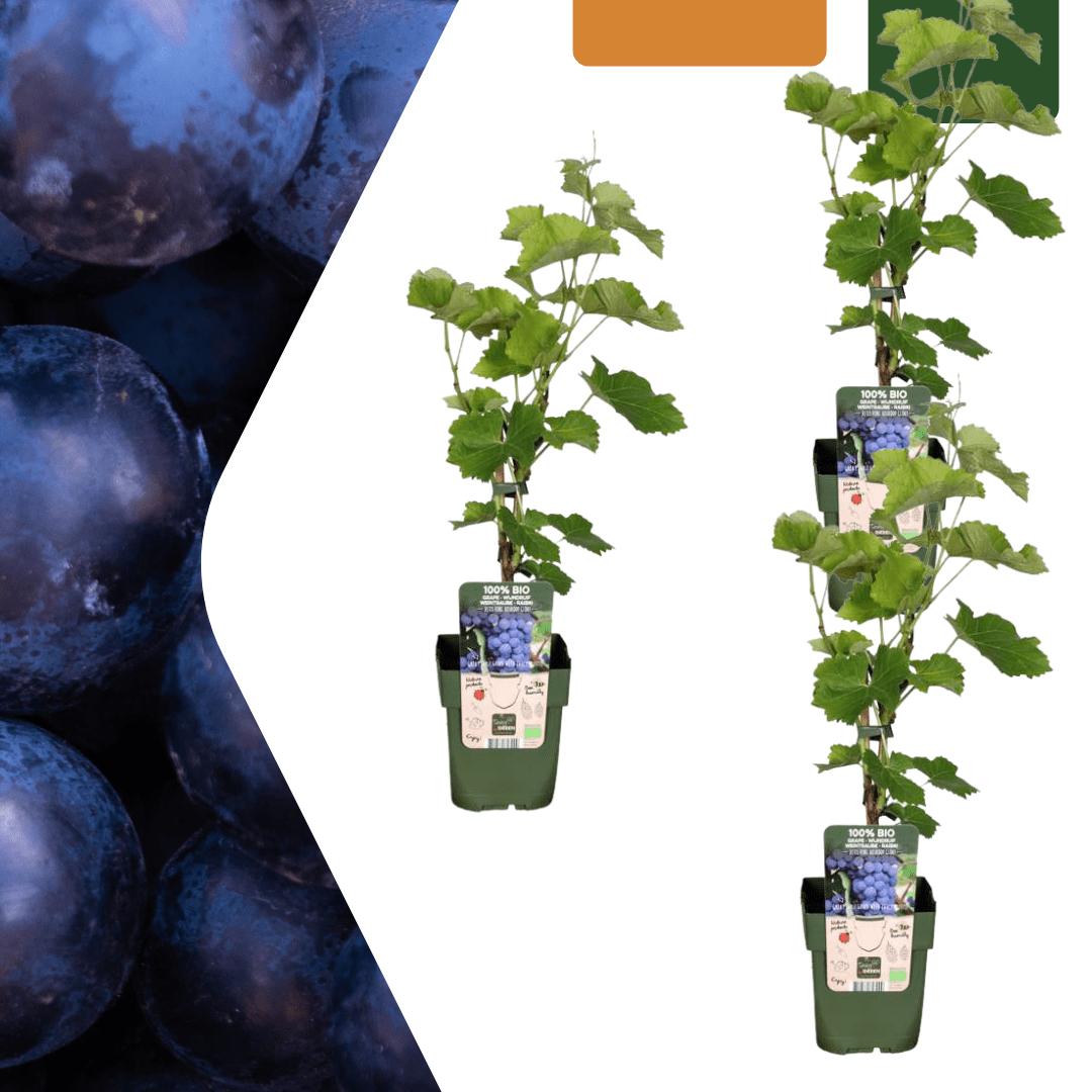 green-guardia-weinrebe-bio-kletterpflanze-3-pflanzen image 2
