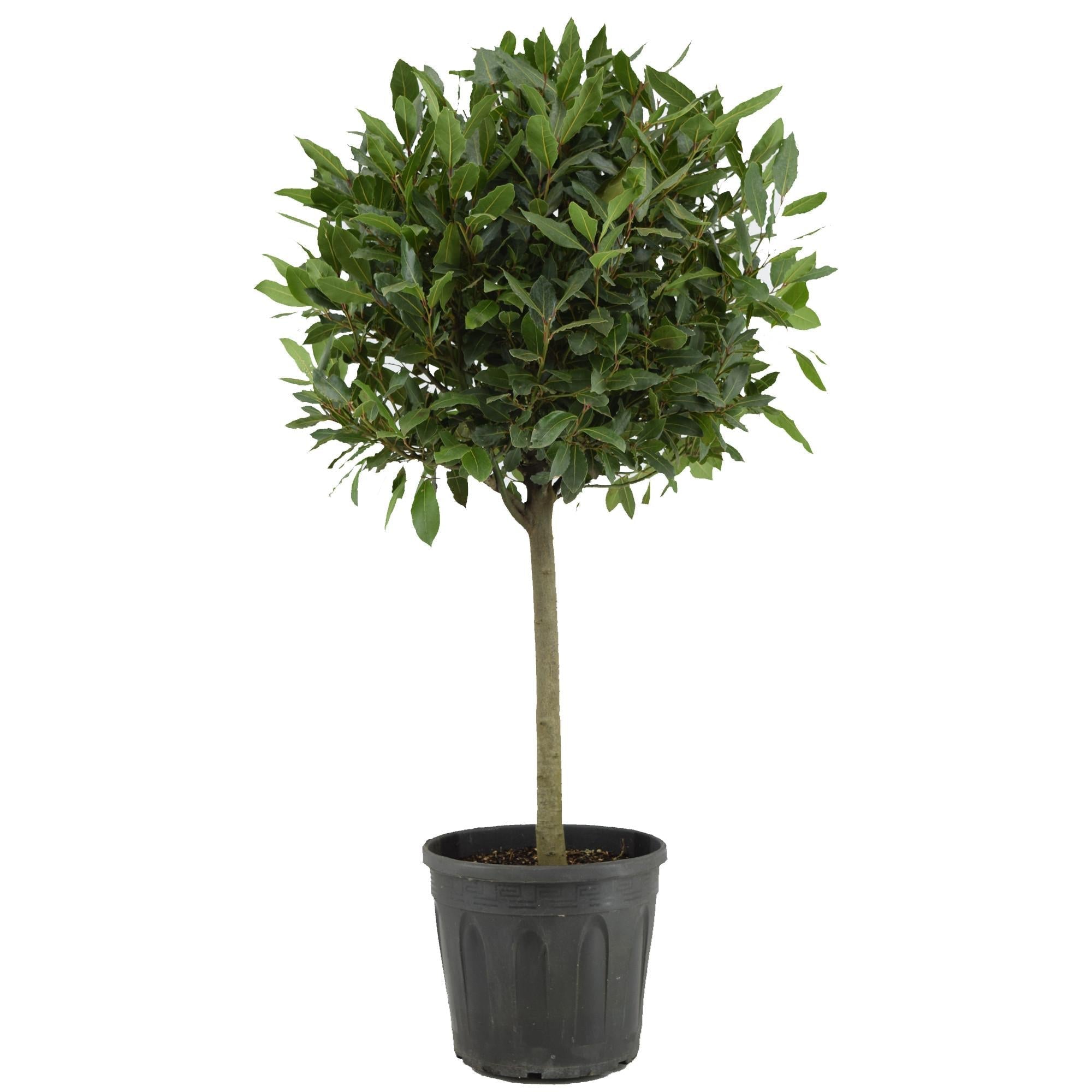 green-guardia-echter-lorbeer-laurus-nobilis-35cm-immergr-n image 2