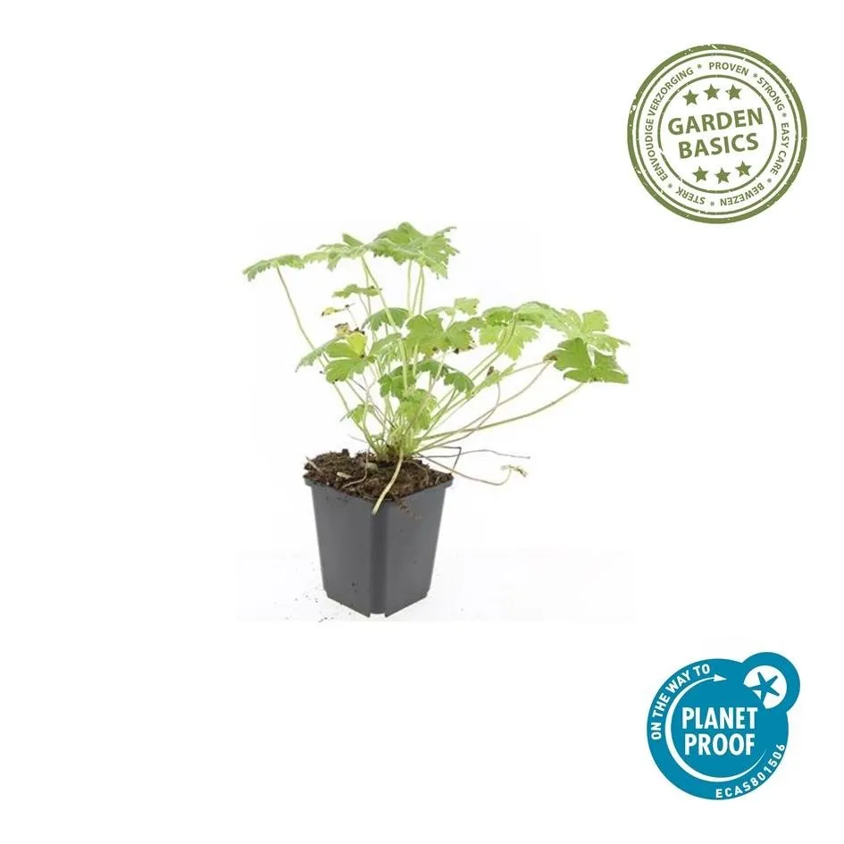 green-guardia-unsere-pflanzen-geranium-czakor-bodendecker-6x-9cm image 1