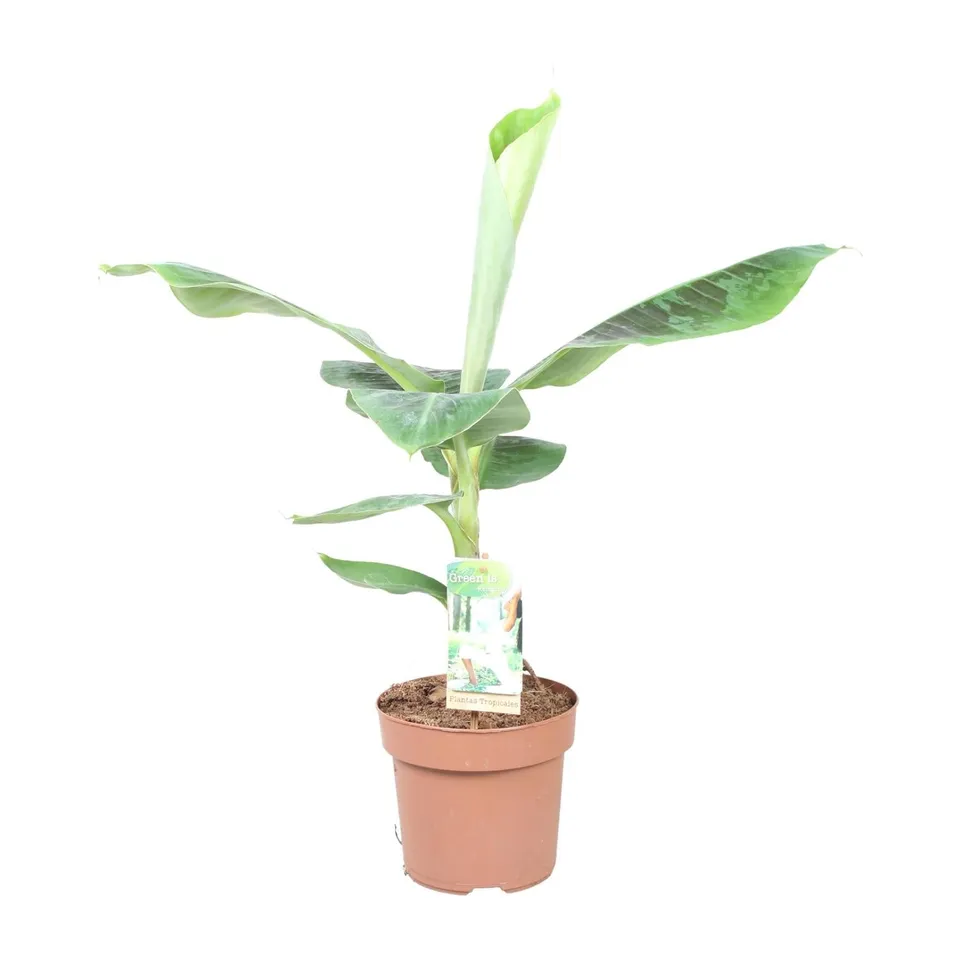green-guardia-musa-dwarf-cavendish-bananenpflanze-17cm-60cm image 1