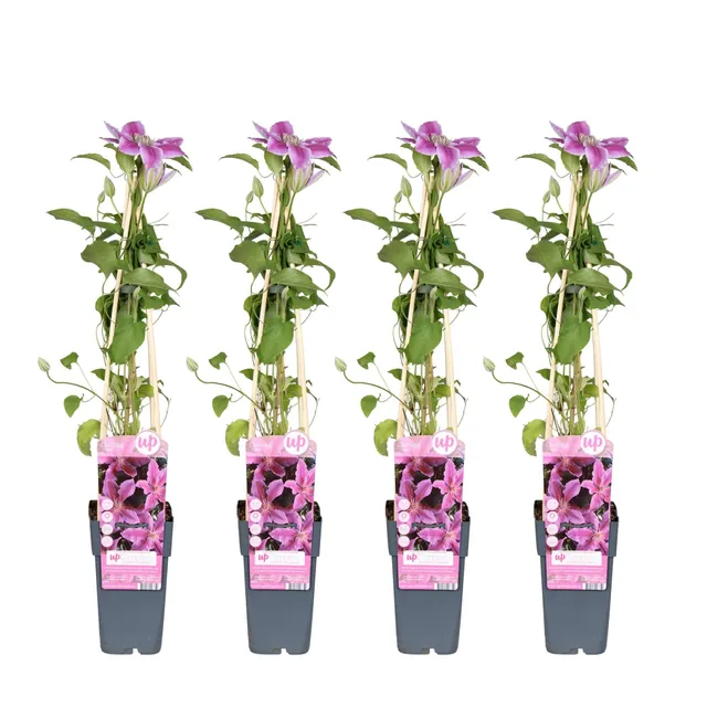 green-guardia-unsere-pflanzen-clematis-tudor-kletterpflanze-3x-violett-wei image 1