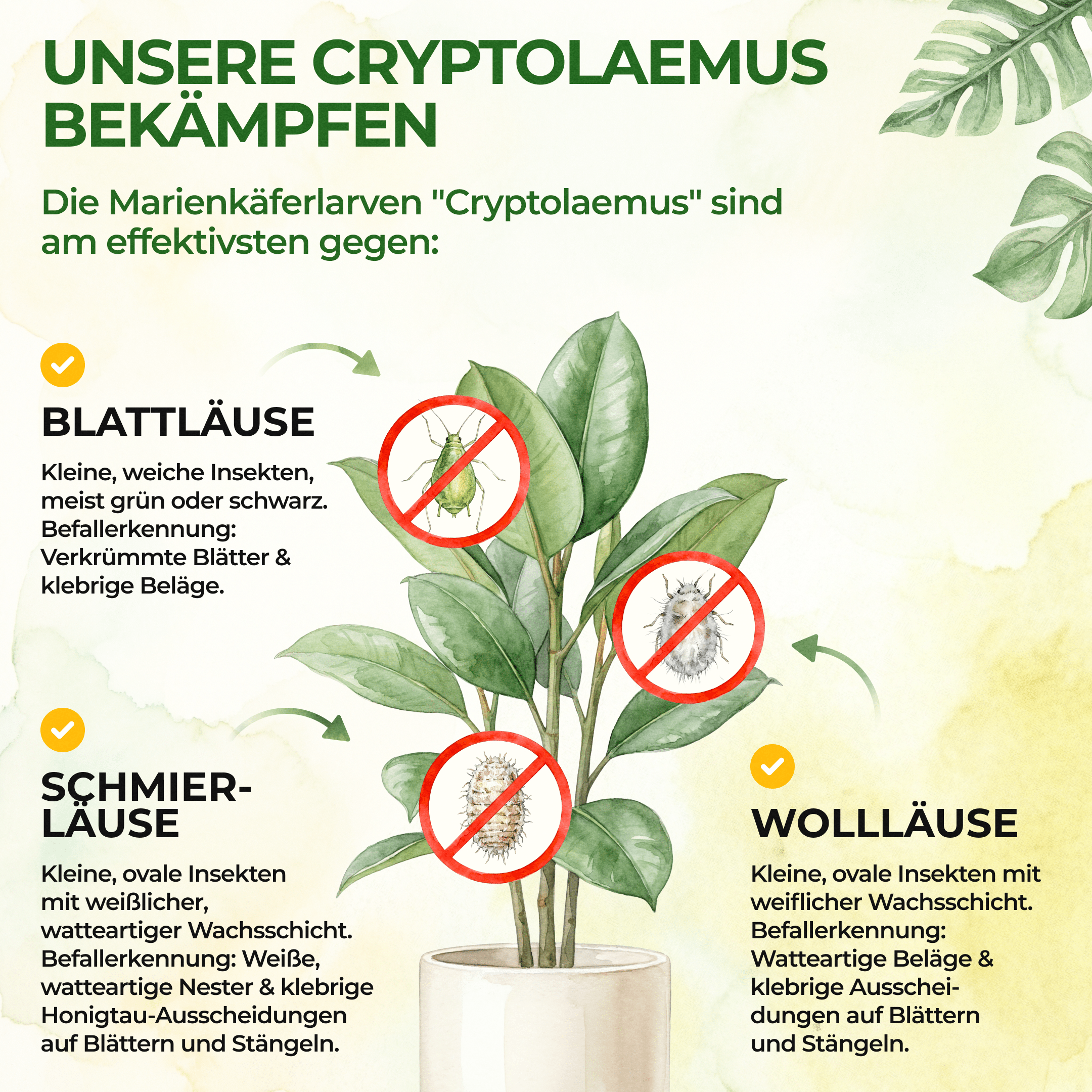 green-guardia-weitere-n-tzlinge-marienk-fer-larven-25-st-10qm image 2
