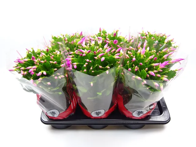 green-guardia-weihnachtskaktus-schlumbergera-zimmerpflanze-rosa-17-cm image 1