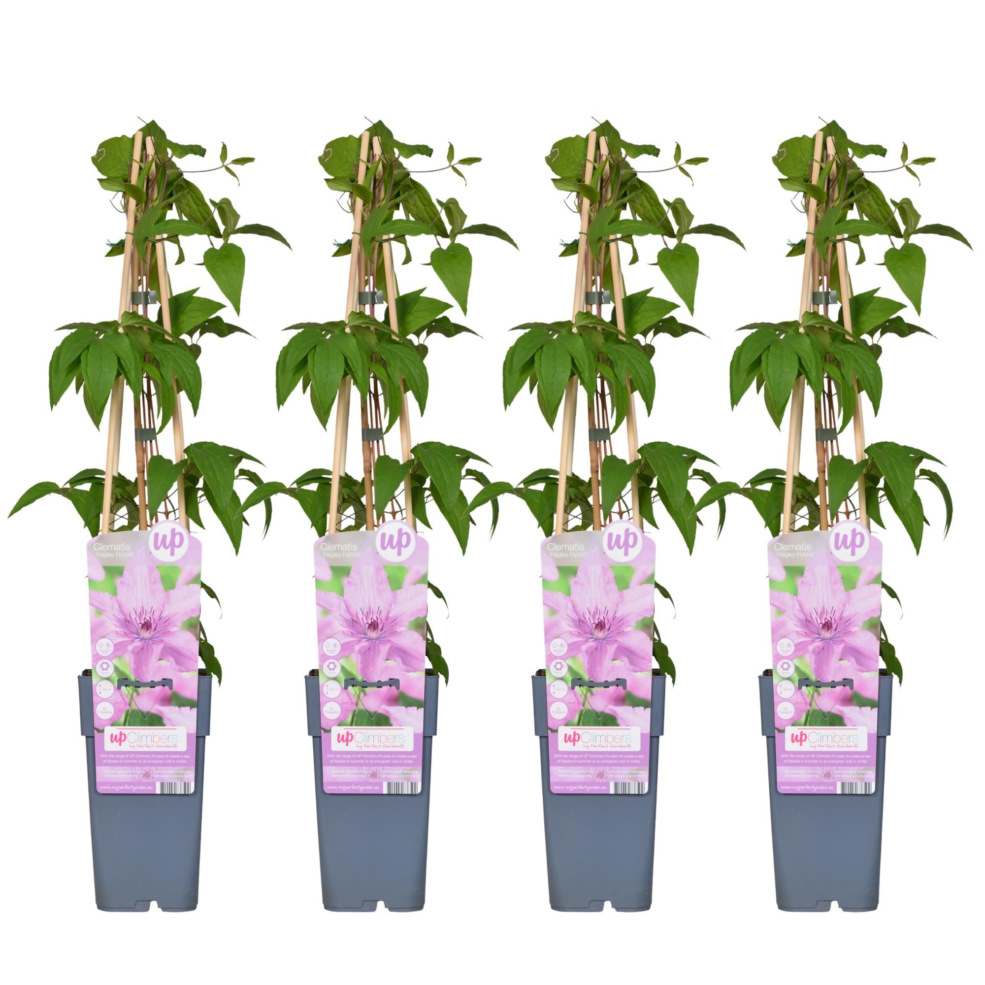 green-guardia-clematis-hagley-hybrid-kletterpflanze-15-cm-topf-rosa image 5