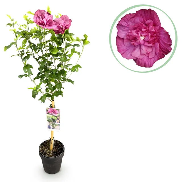green-guardia-hibiskus-magenta-chiffon-stamm-90cm-winterhart image 1