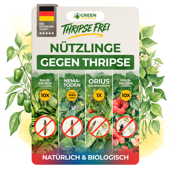 green-guardia-raubmilben-thrips-free-bundle-n-tzlinge-gegen-thripse-set image 3