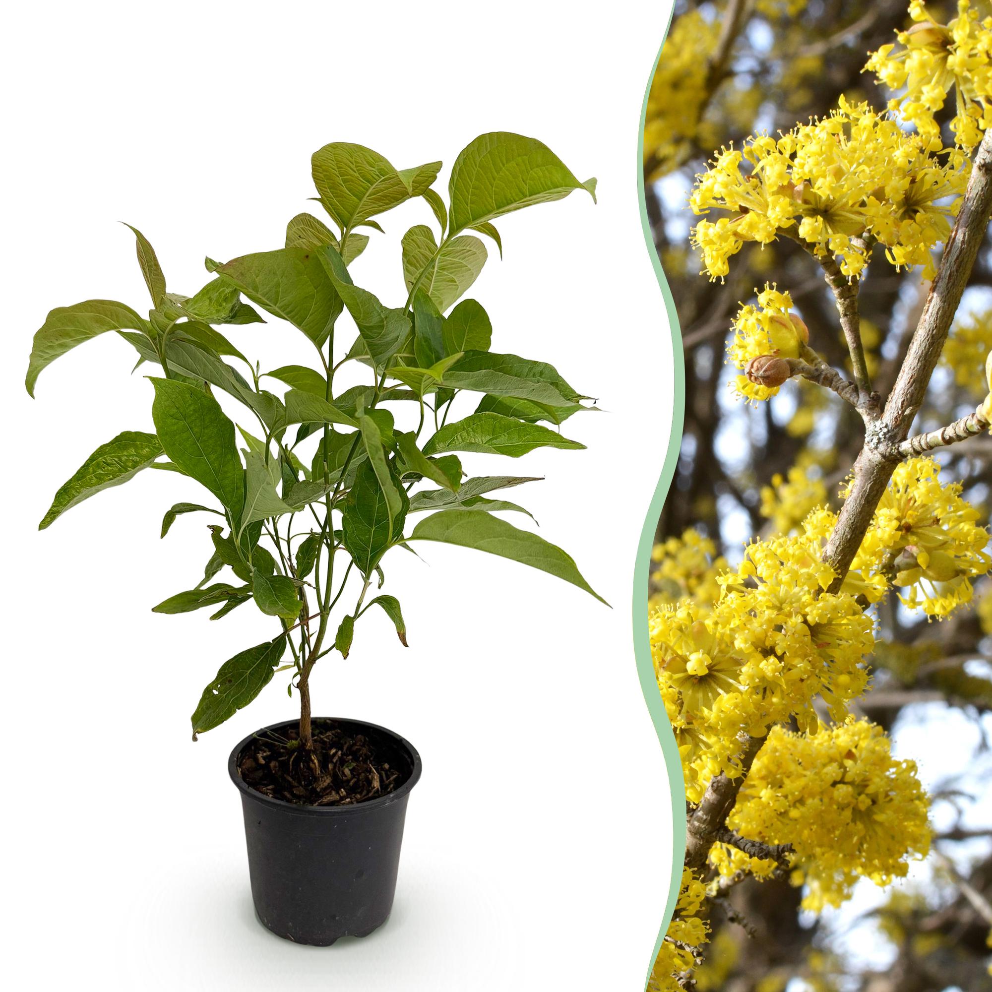 green-guardia-cornus-mas-kornelkirsche-zierstrauch-35-cm image 1