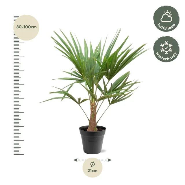 green-guardia-trachycarpus-fortunei-hanfpalme-90-100-cm-21-cm image 1