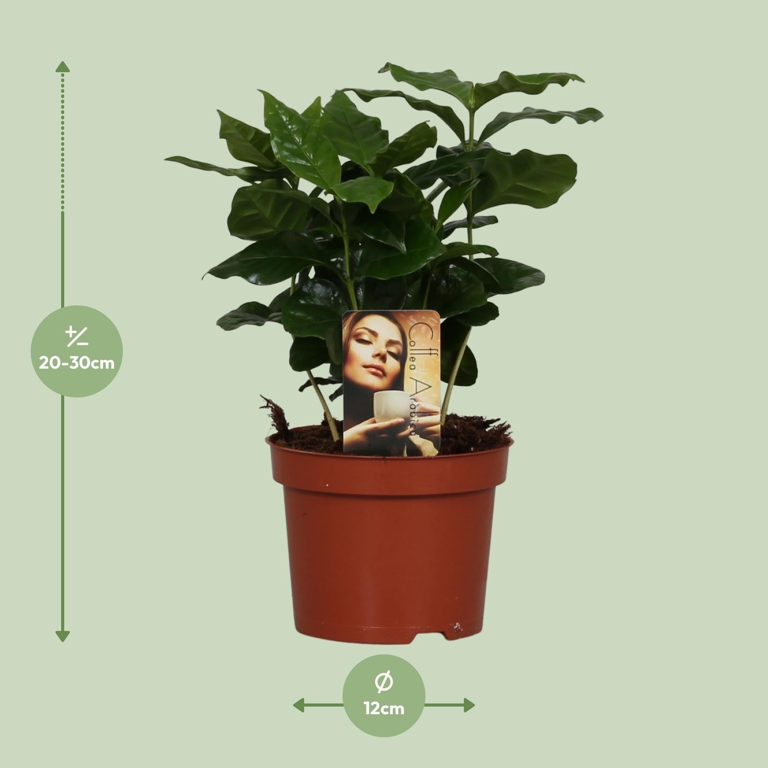 green-guardia-coffea-arabica-kaffeepflanze-12-cm-topf-22-30-cm image 5