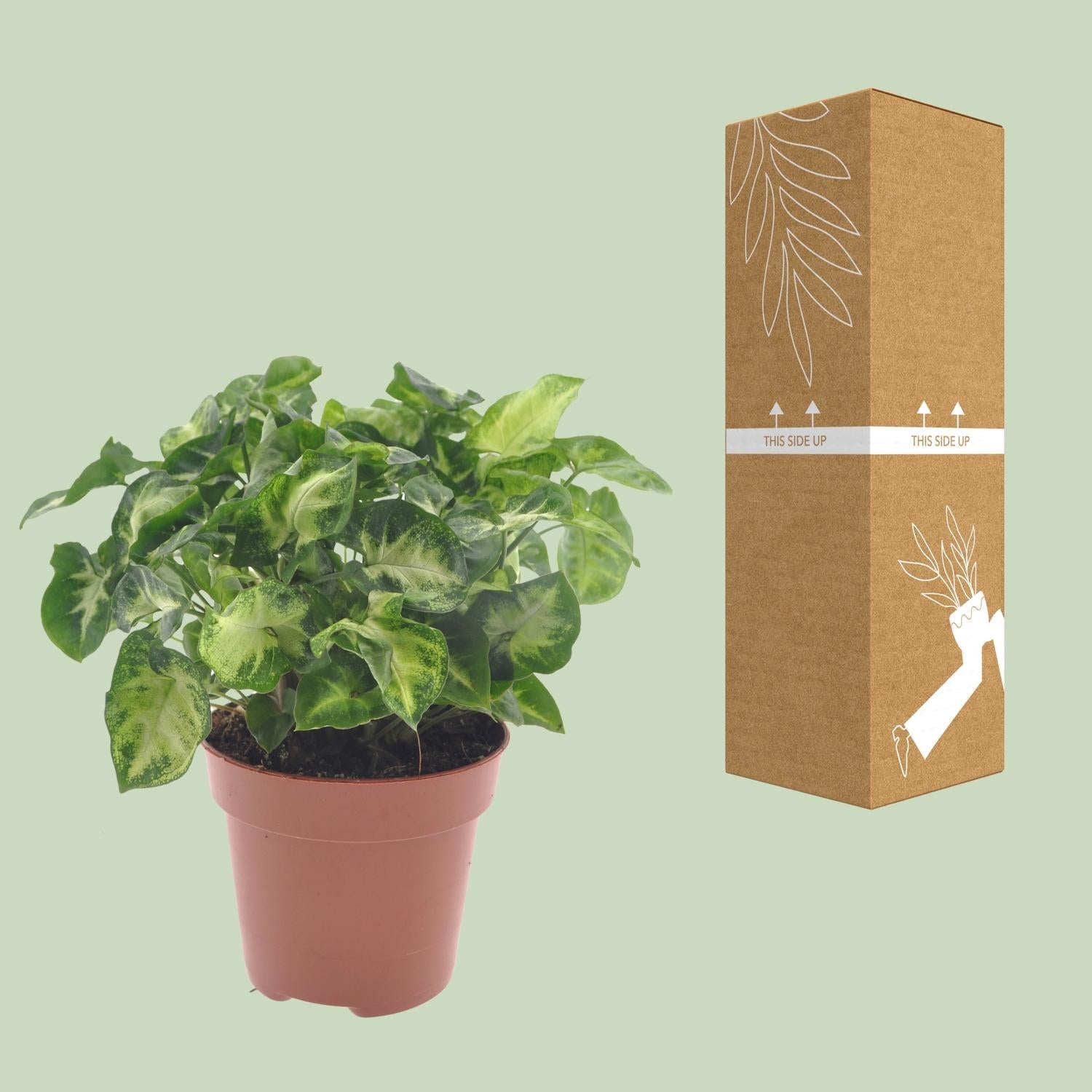 green-guardia-unsere-pflanzen-syngonium-pixie-20-30cm-purpurtute image 3