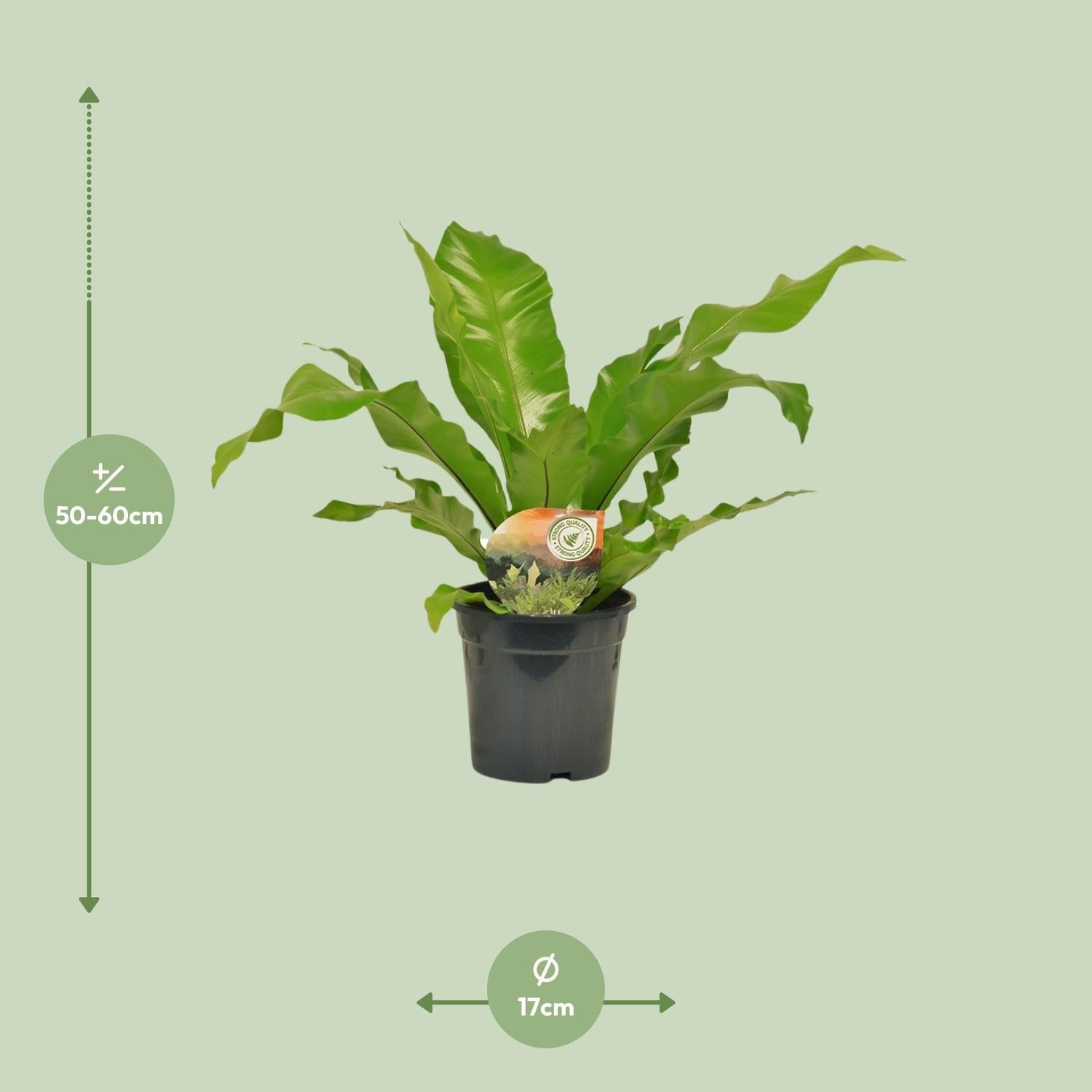 green-guardia-asplenium-nidus-nestfarn-zimmerpflanze-12cm-35cm image 2
